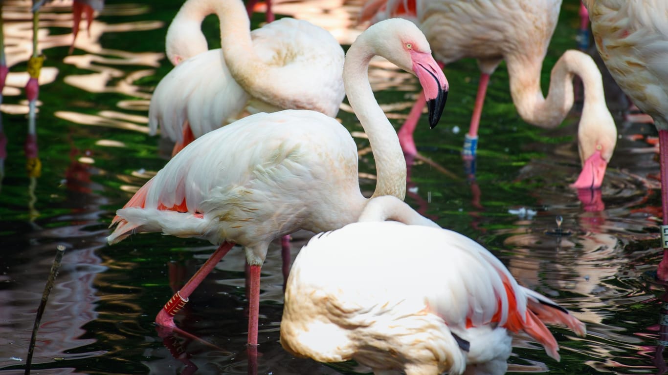 Ingo der Flamingo