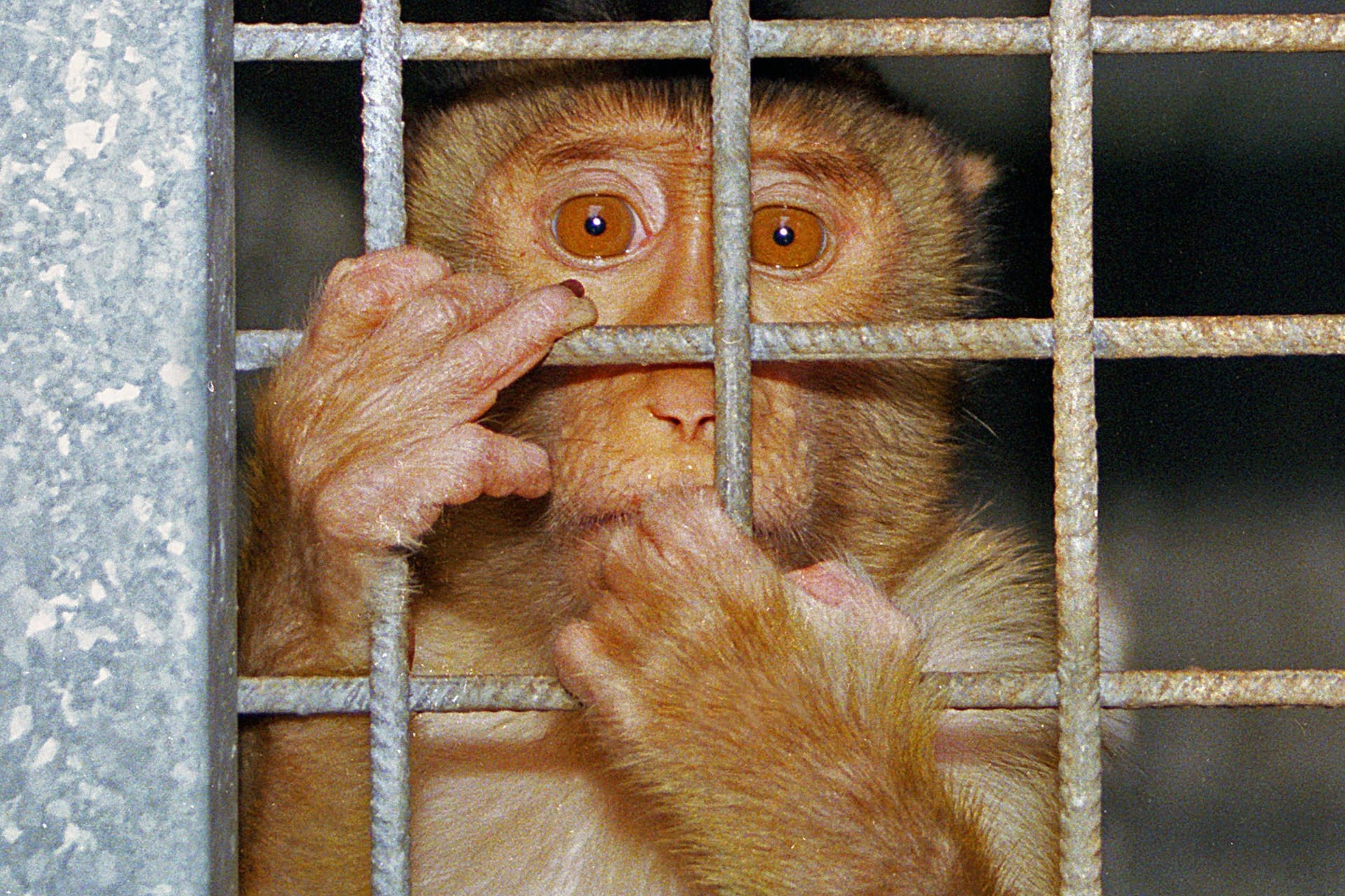 Affe klammert sich an die Gitterstäbe seines Käfigs (Symbolbild): Die Universität kritisiert, dass sie auf eigens für die Lehre getötete Tiere verzichten soll.