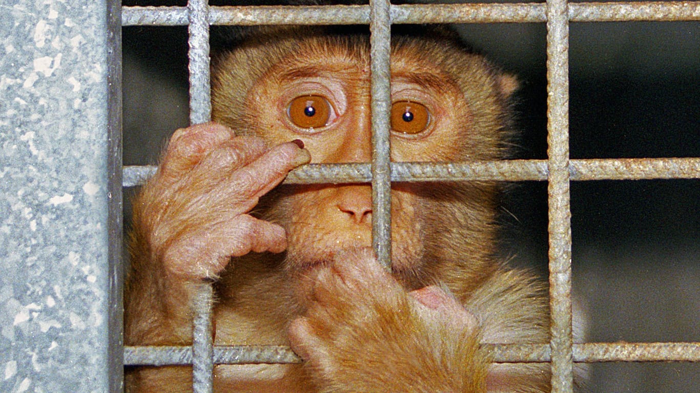 Affe klammert sich an die Gitterstäbe seines Käfigs (Symbolbild): Die Universität kritisiert, dass sie auf eigens für die Lehre getötete Tiere verzichten soll.