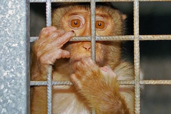 Affe klammert sich an die Gitterstäbe seines Käfigs (Symbolbild): Die Universität kritisiert, dass sie auf eigens für die Lehre getötete Tiere verzichten soll.