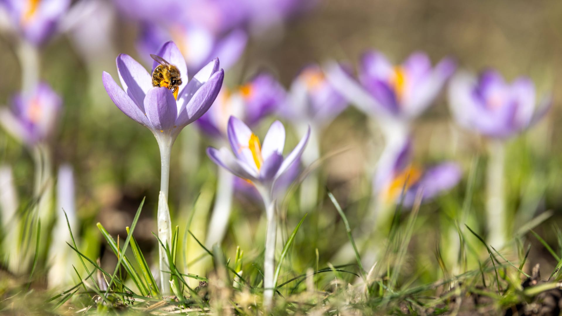 Krokusse im Sonnenschein: Die Temperaturen steigen an.