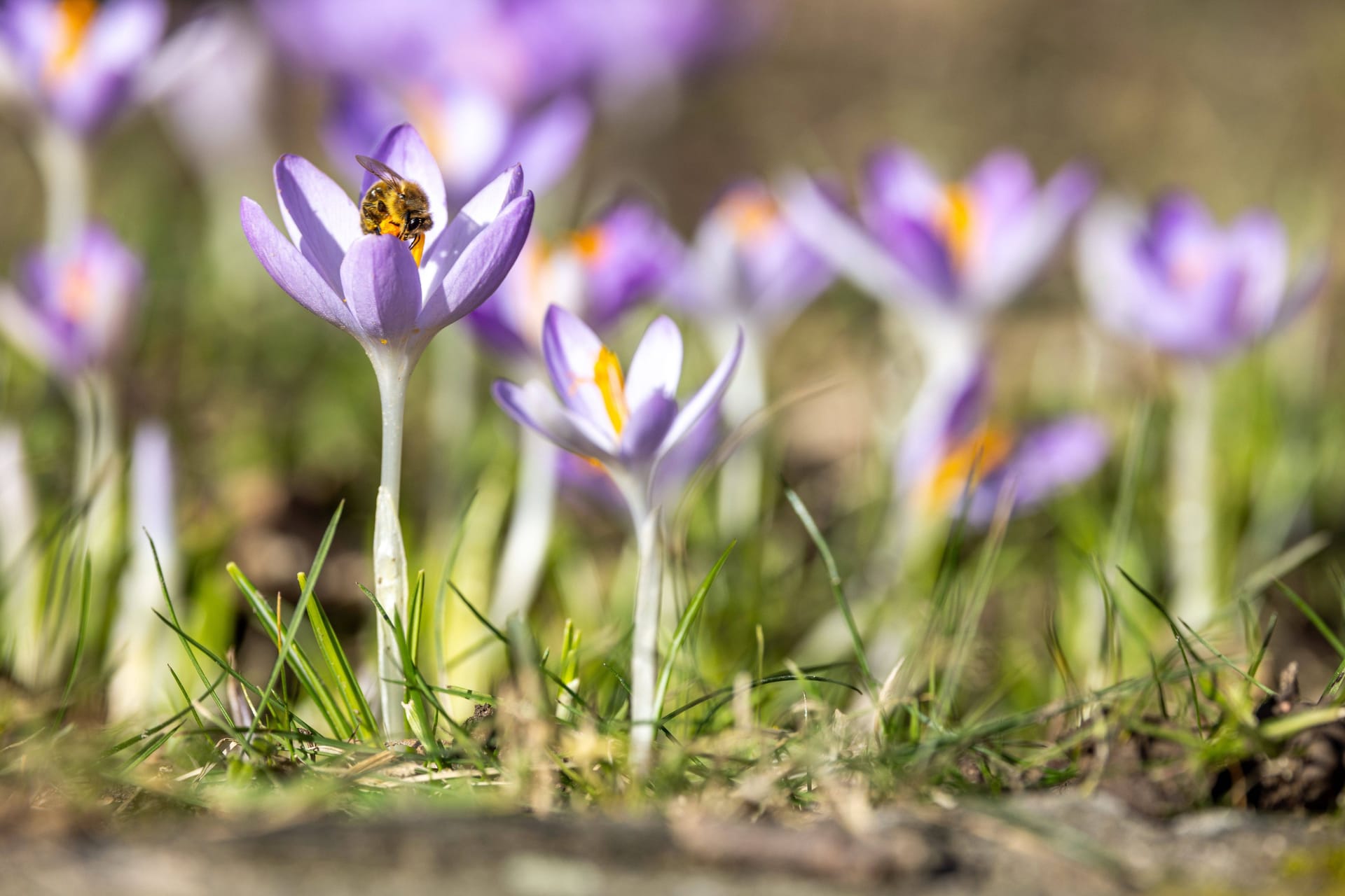 Krokusse im Sonnenschein: Die Temperaturen steigen an.