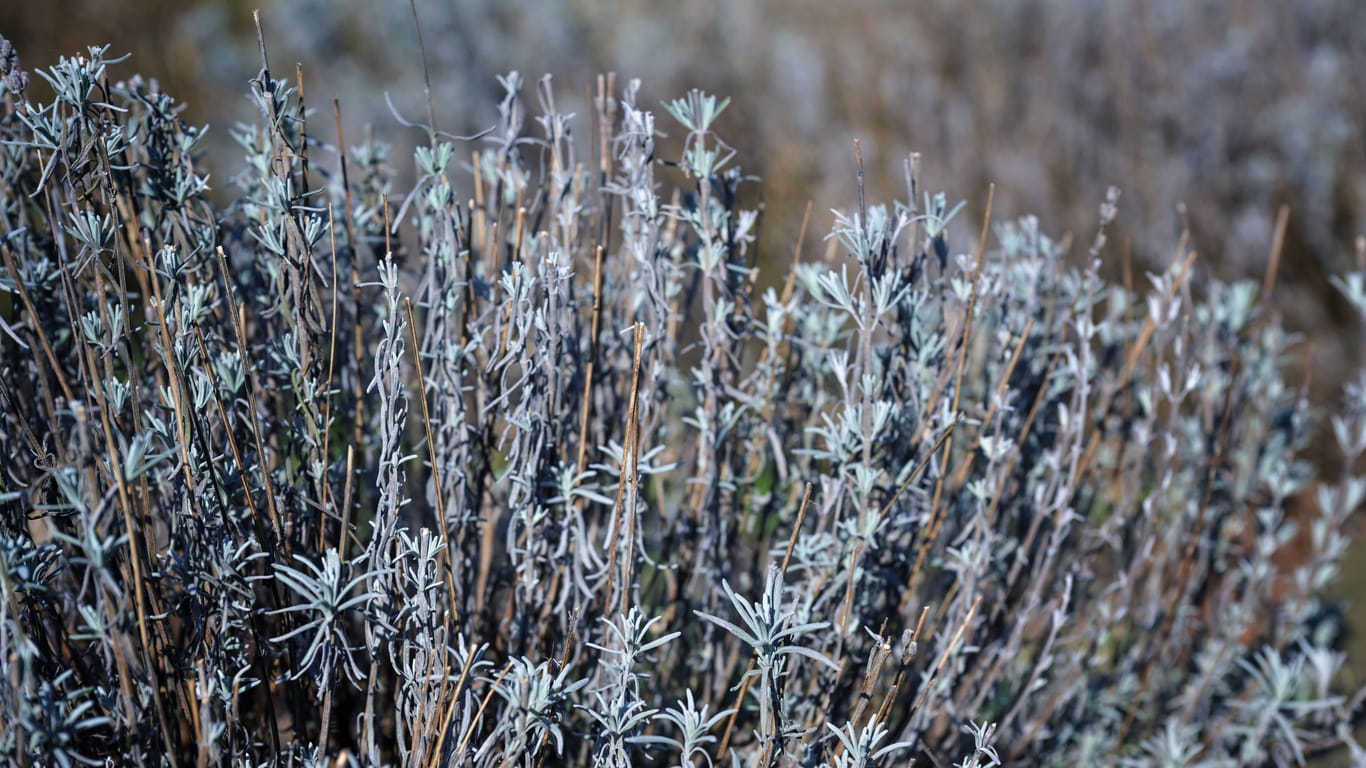 Lavendel im Winter: Der Strauch verträgt sogar zweimal im Jahr einen Schnitt.