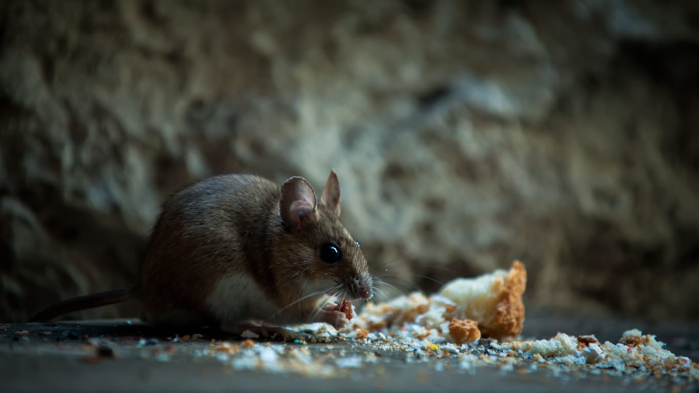 Ratte oder Maus? Das sind die Unterschiede