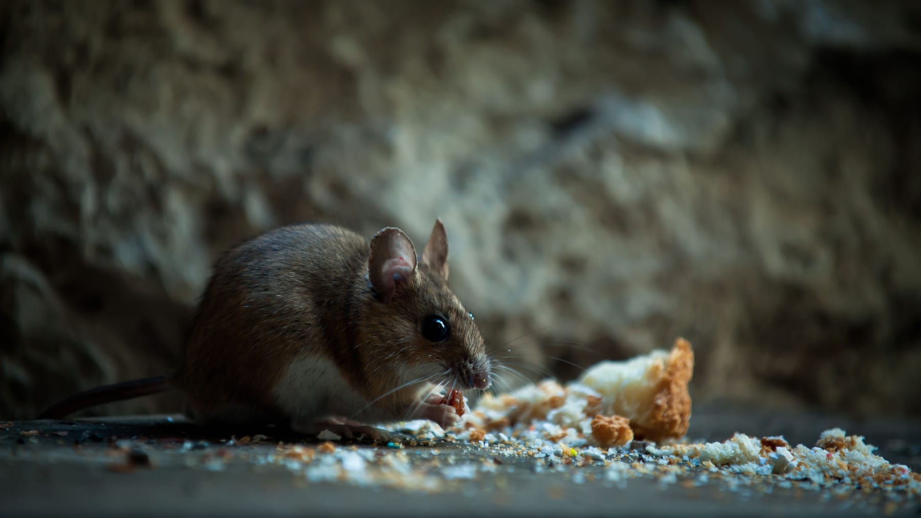 Ratte oder Maus? So unterscheiden Sie die Schadnager