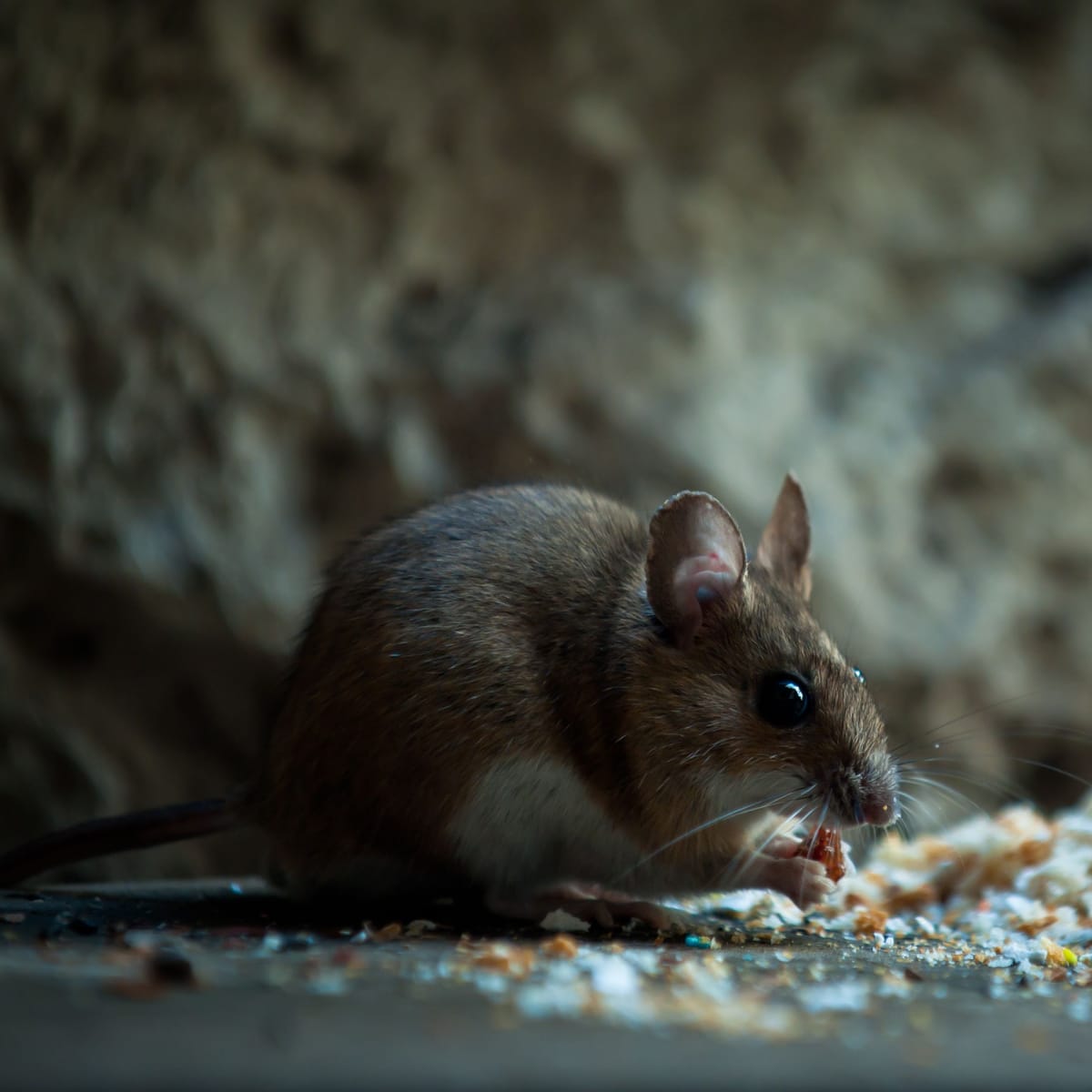 Ratte oder Maus? So unterscheiden Sie die Schadnager