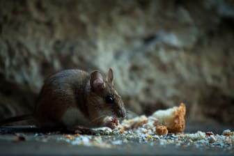 Ratte oder Maus? Das sind die Unterschiede