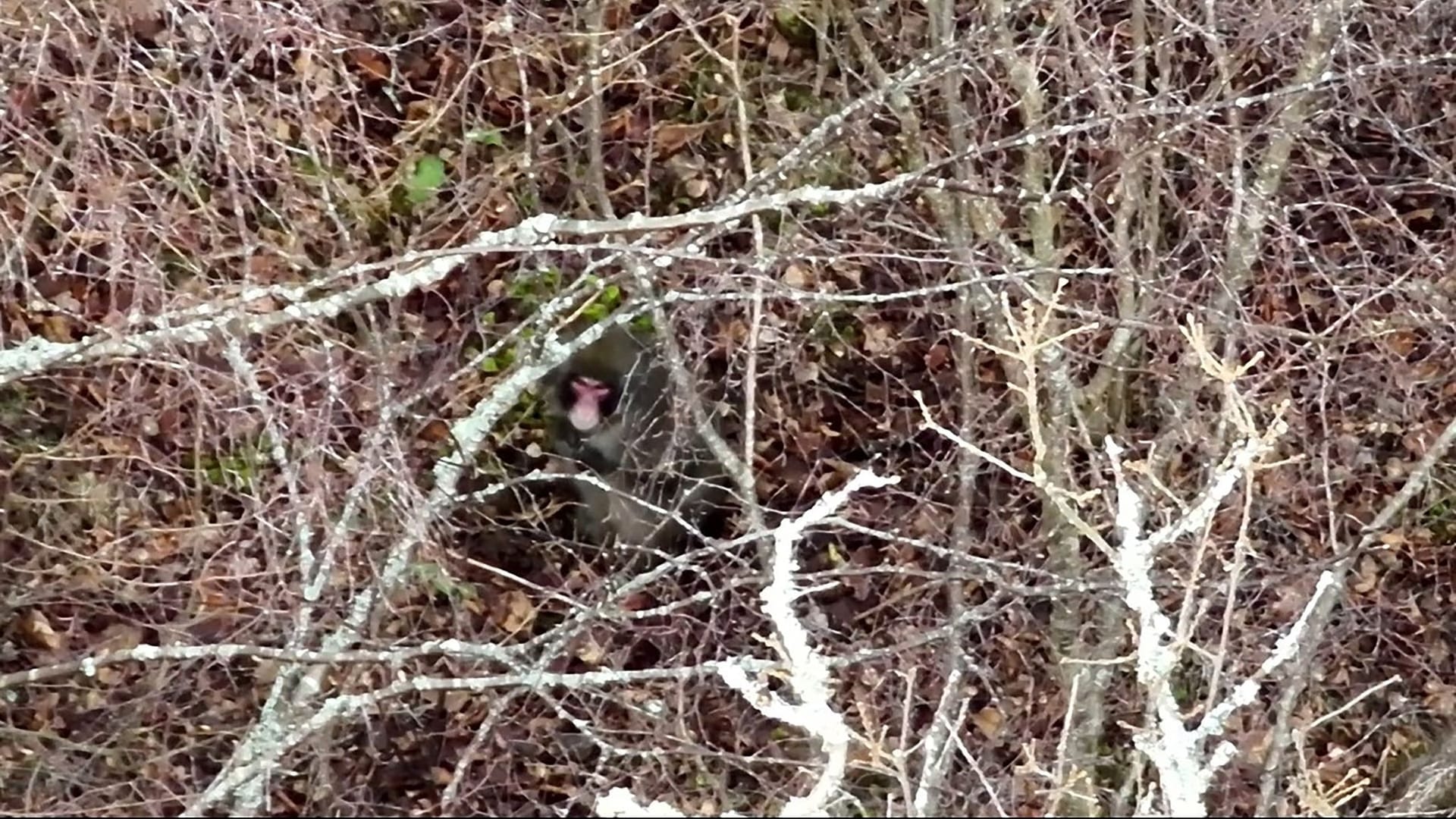 Kingussie Kong