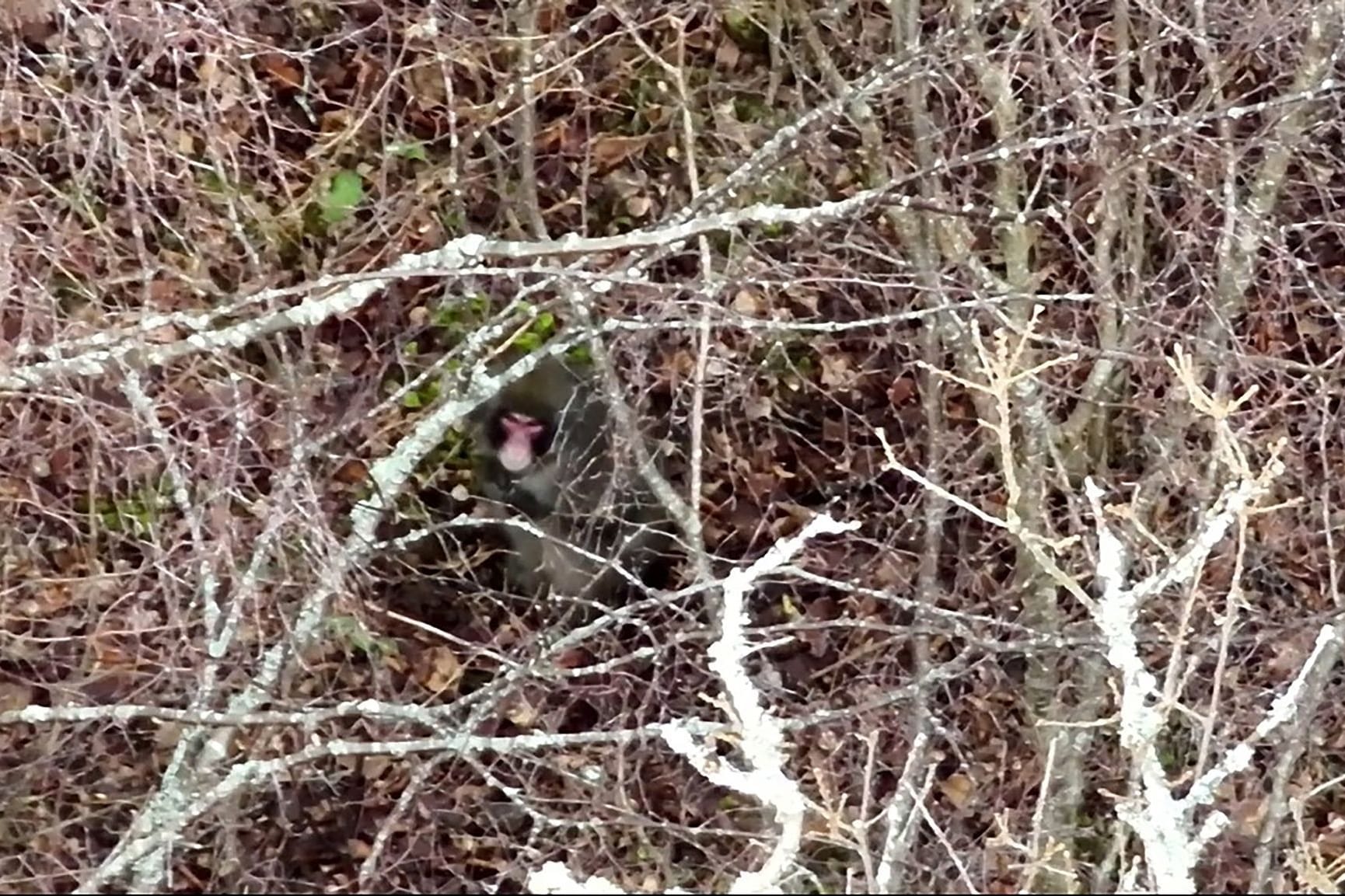 Kingussie Kong