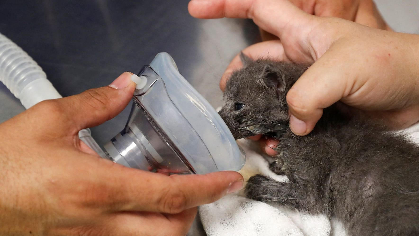 Eine gerettete Katze wird in Chile beatmet: Die Waldbrände könnten die schlimmste Katastrophe seit 2010 sein, erklärte Präsident Boric.