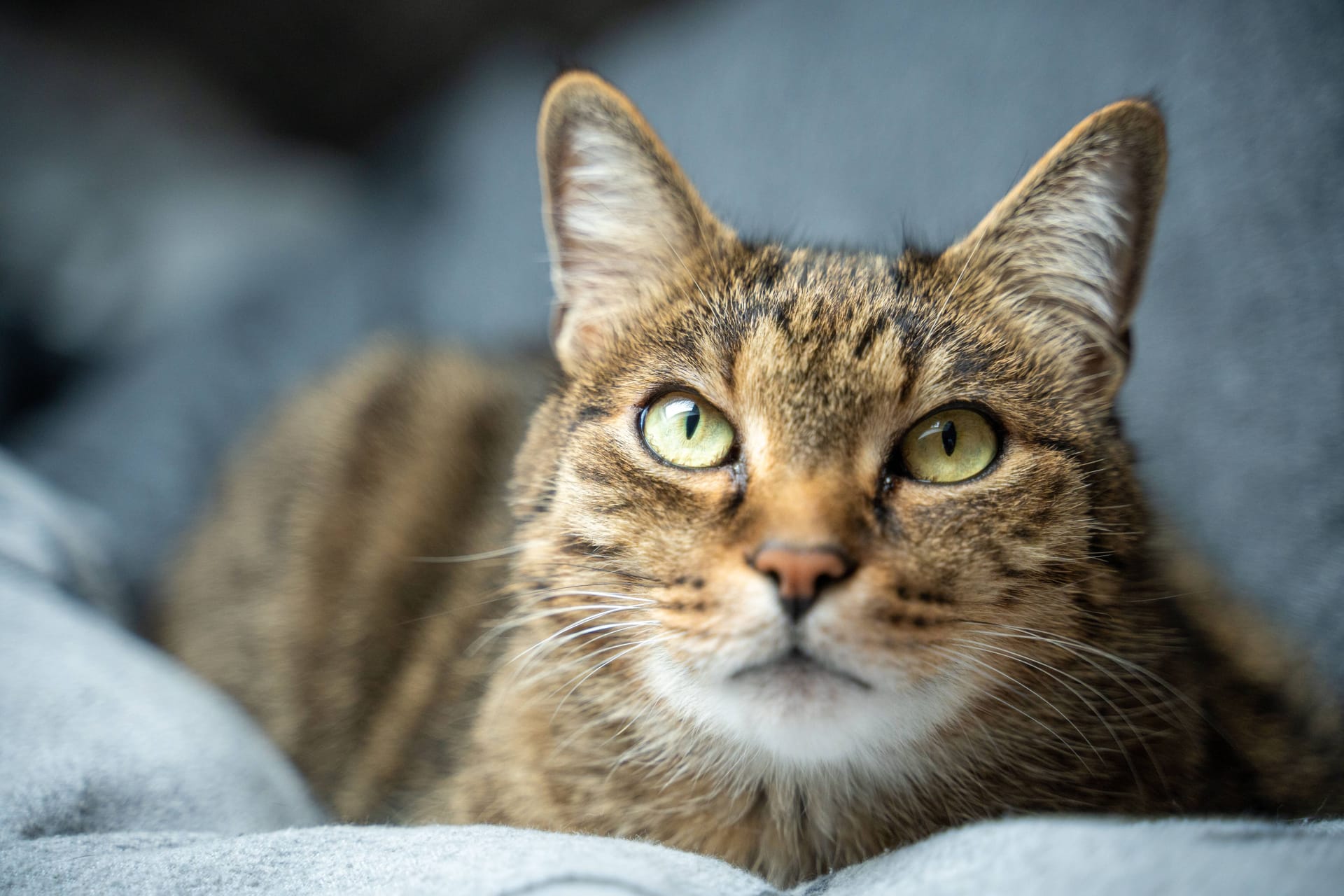 Eine Hauskatze (Archivbild): In den USA hat ein Tier seinen Besitzer angesteckt.