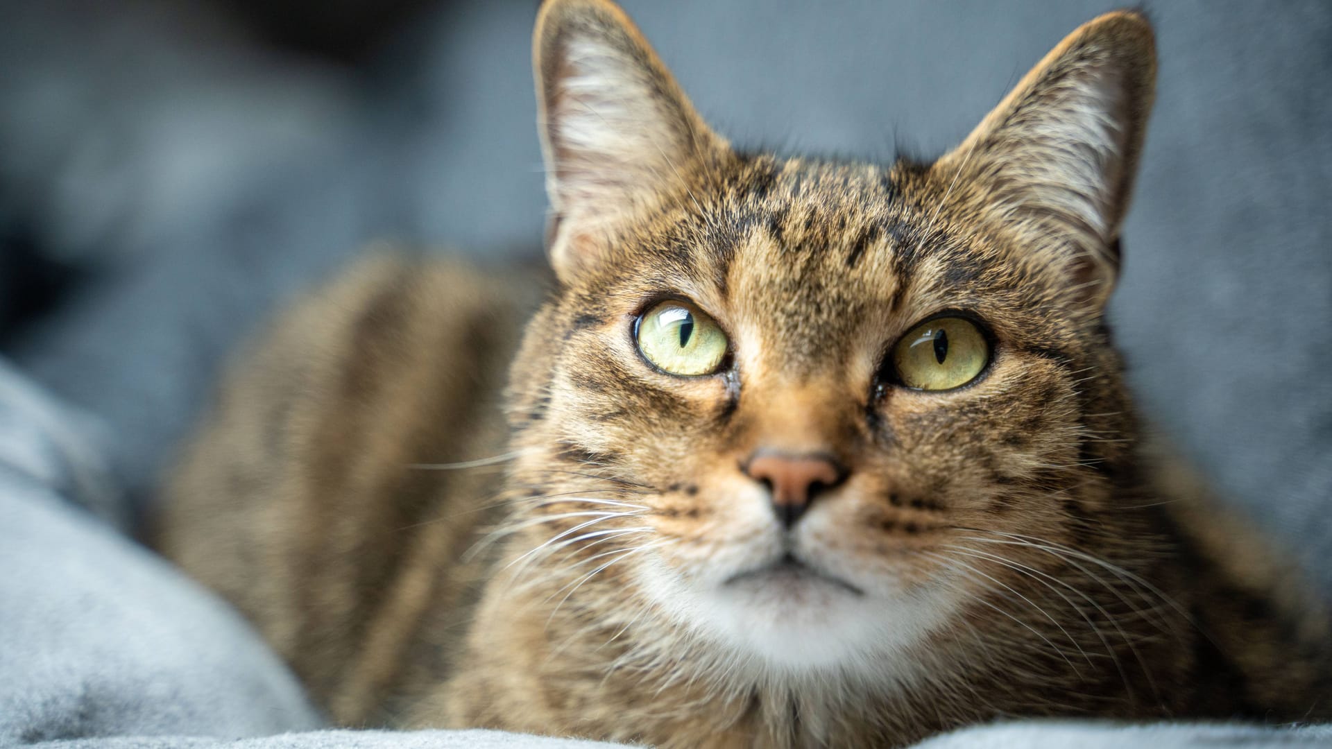 Eine Hauskatze (Archivbild): In den USA hat ein Tier seinen Besitzer angesteckt.