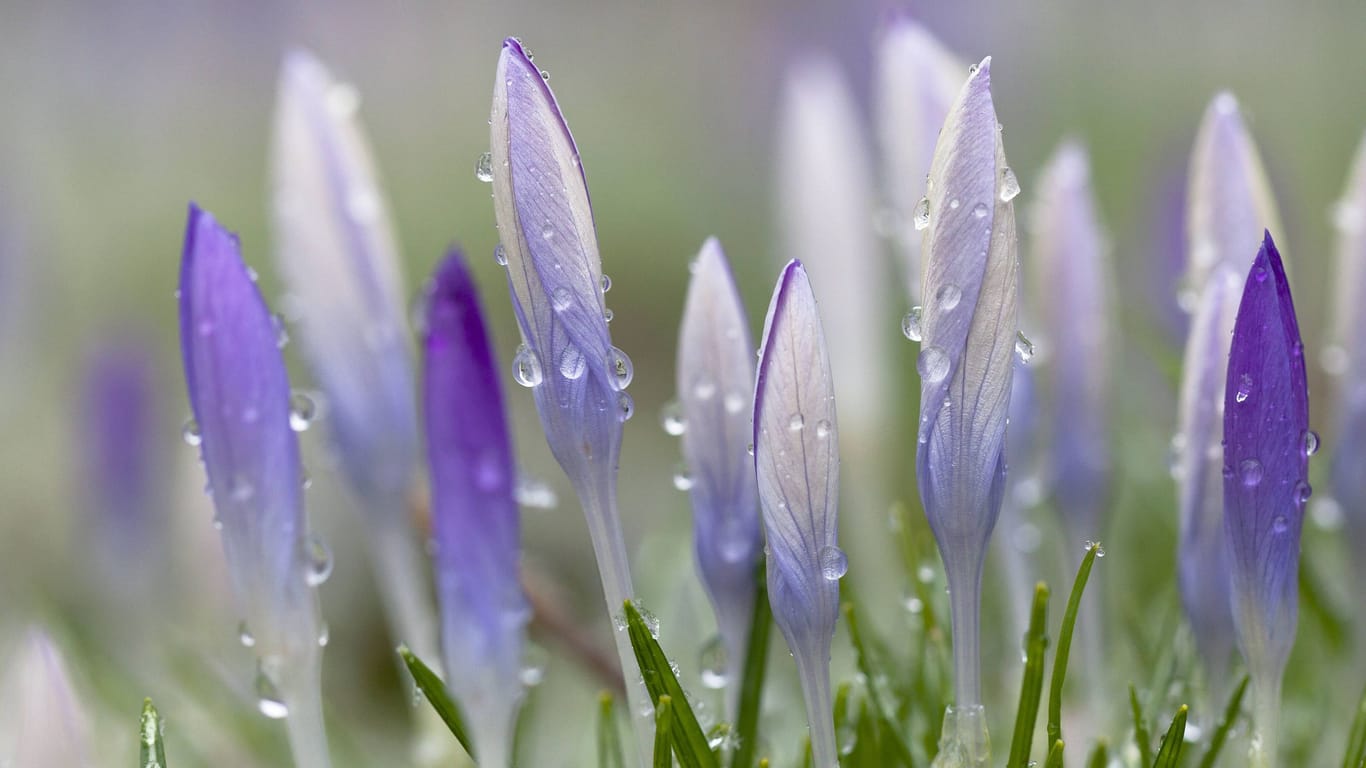 Krokusse im Regen (Symbolbild): Die Temperaturen sind eigentlich zu mild für die Jahreszeit.