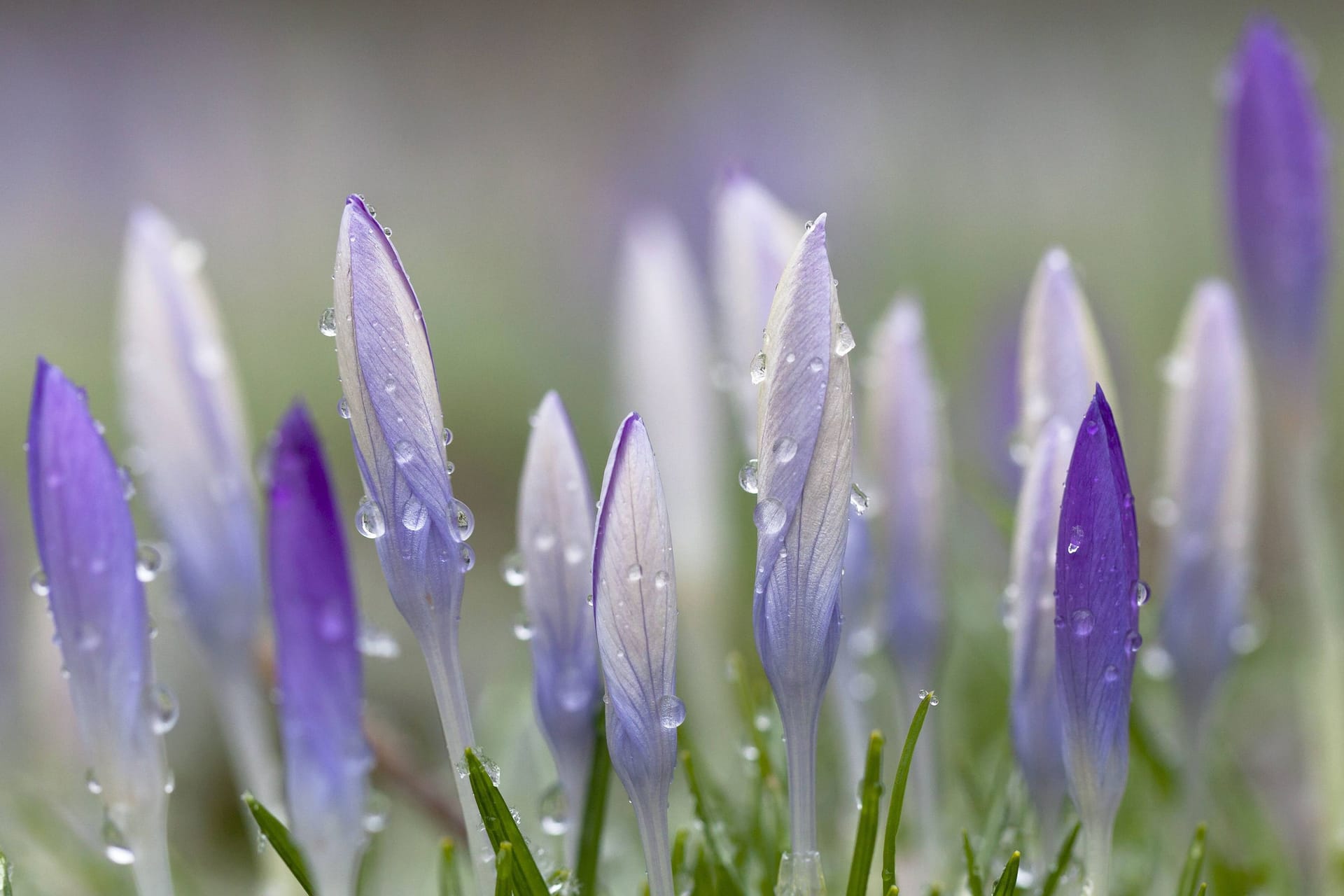 Krokusse im Regen (Symbolbild): Die Temperaturen sind eigentlich zu mild für die Jahreszeit.