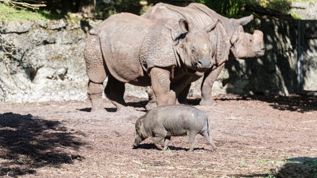 Im Zoo Basel leben Nashörner und Pustelschweine zusammen. Jetzt gab es einen tödlichen Zwischenfall. Im Zoo Basel leben Nashörner und Pustelschweine zusammen. Jetzt gab es einen tödlichen Zwischenfall.