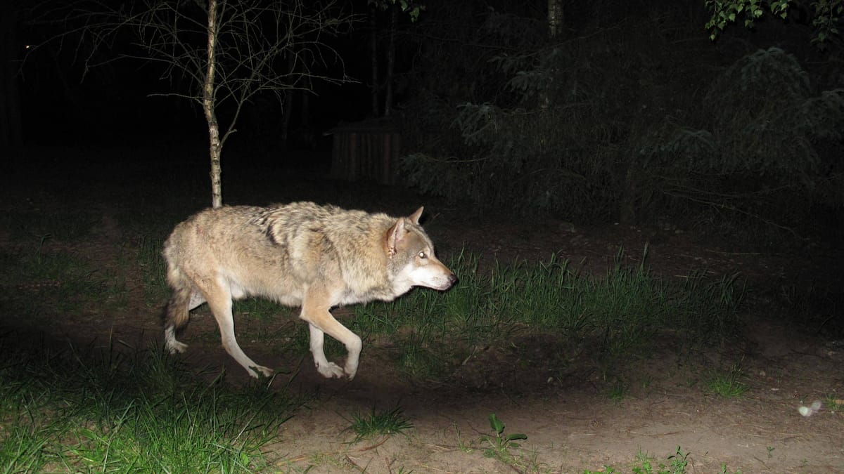 Sachsen Wolf streift durch Garten "nichts Ungewöhnliches"