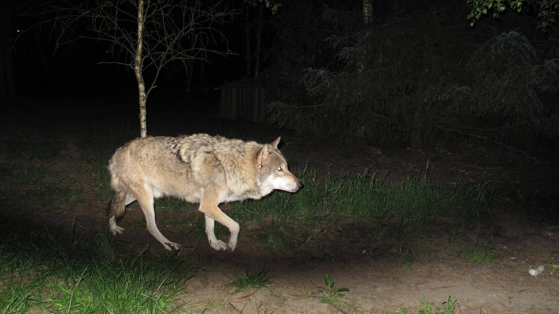 Sachsen Wolf streift durch Garten "nichts Ungewöhnliches"