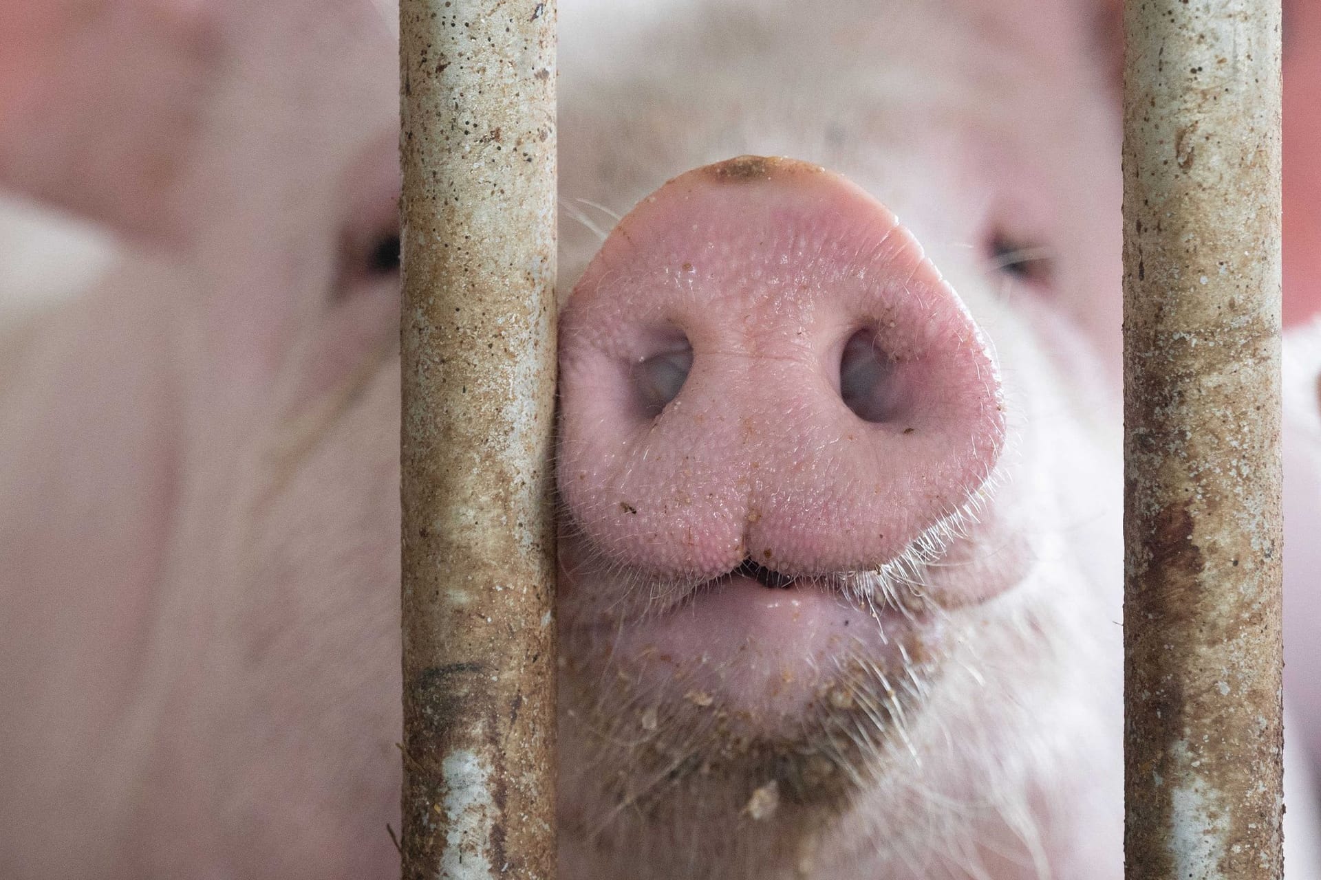 Schweinestall