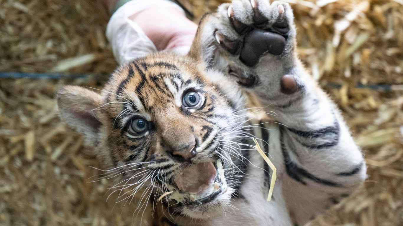 Sumatra Tiger im Frankfurter Zoo