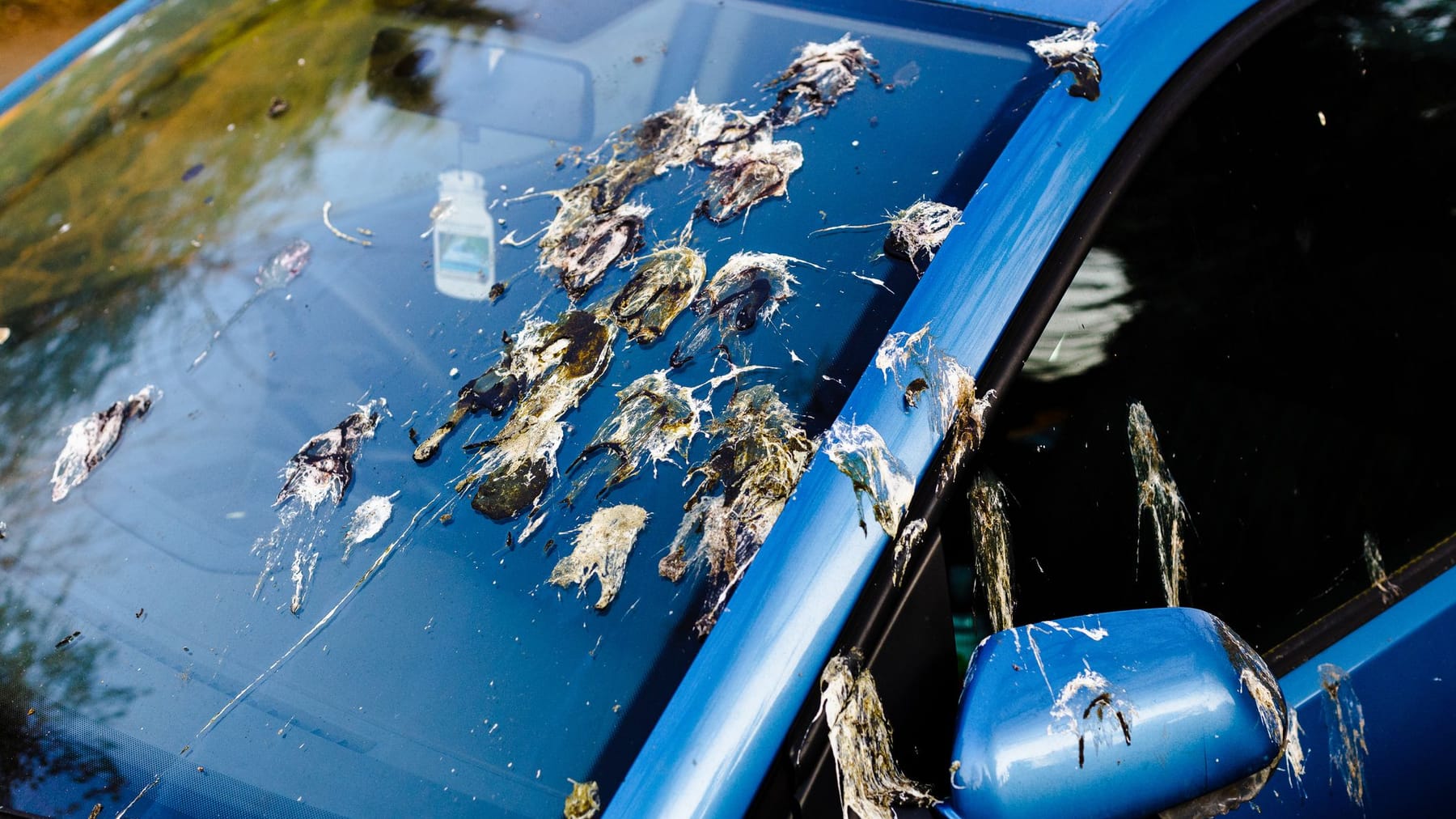 Taubenkot entfernen: So geht's mit einfachen Hausmitteln