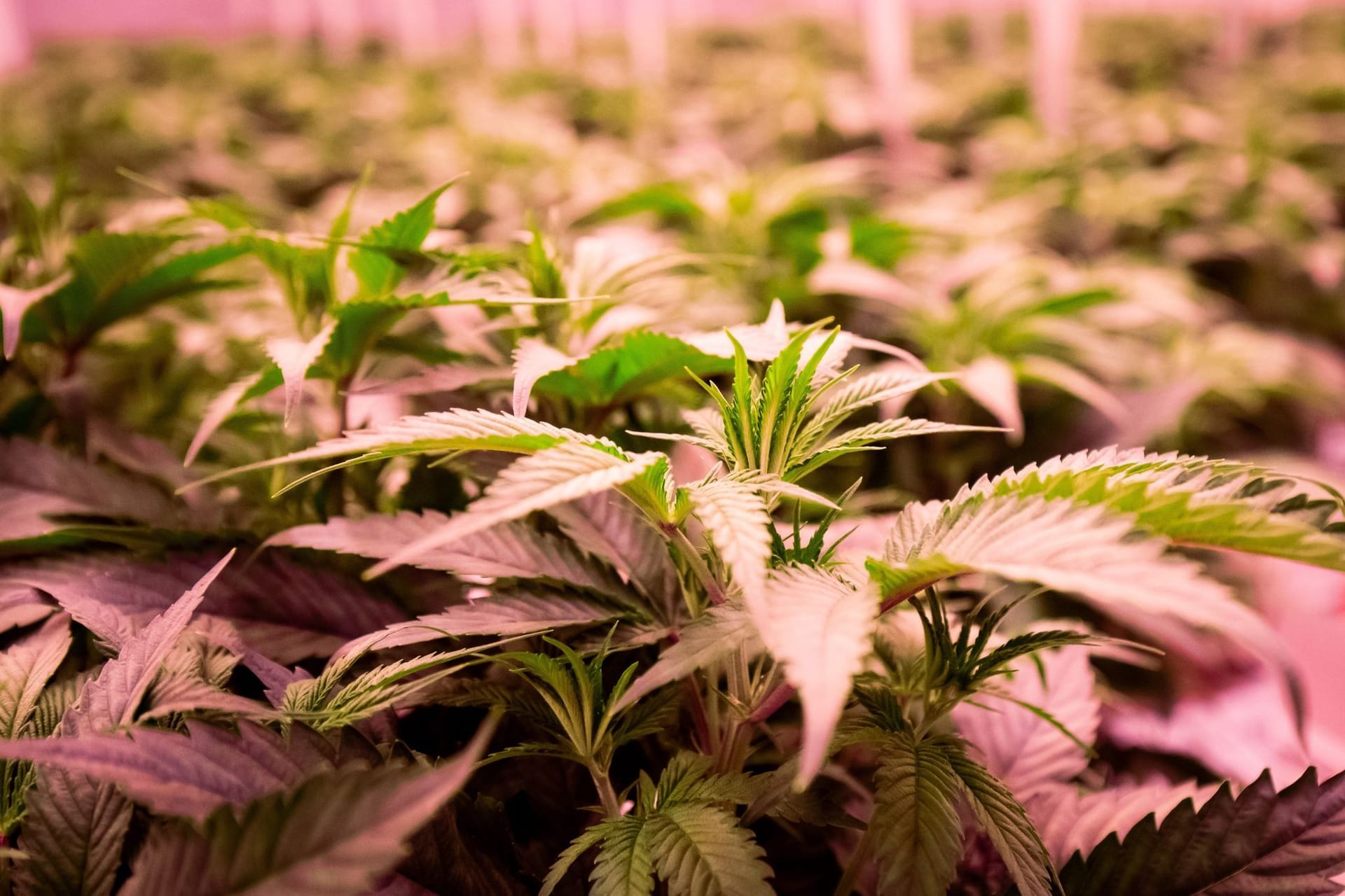 Cannabis