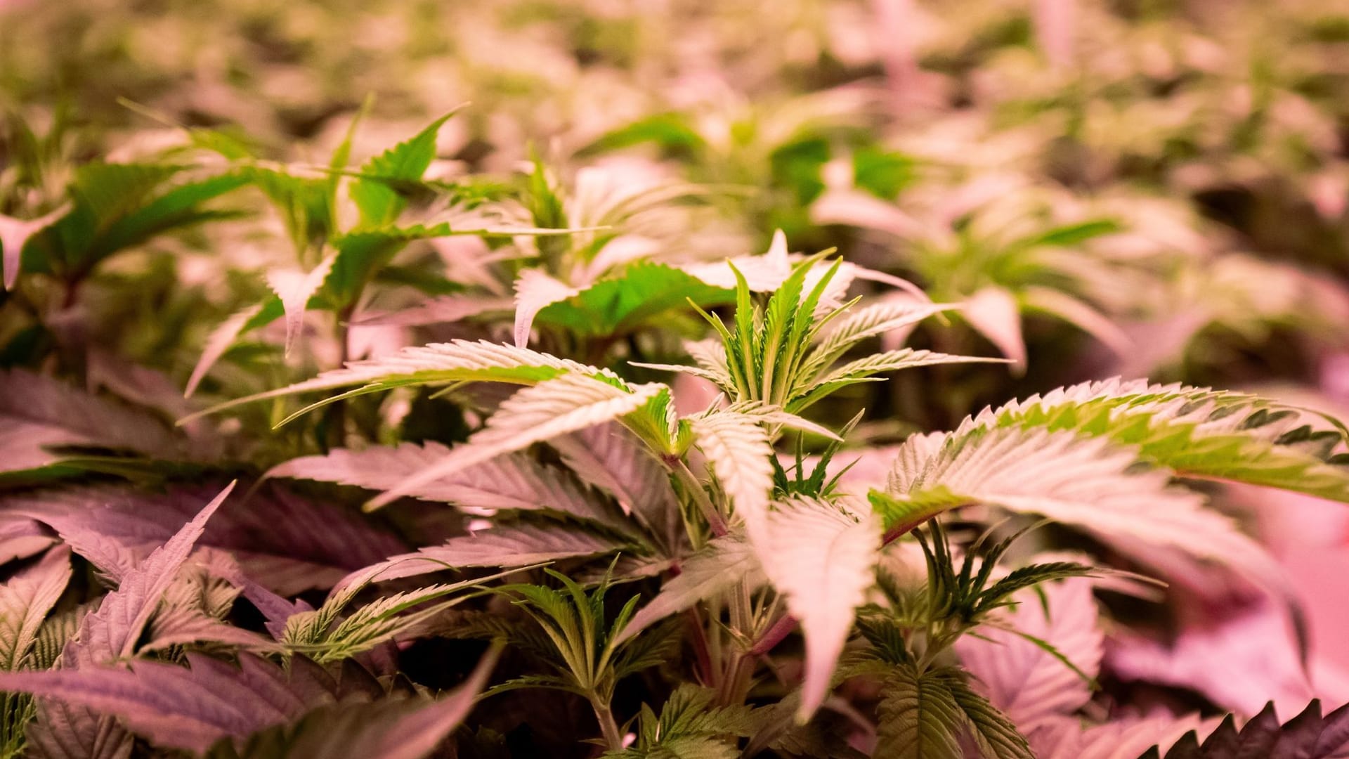 Cannabis Cannabis