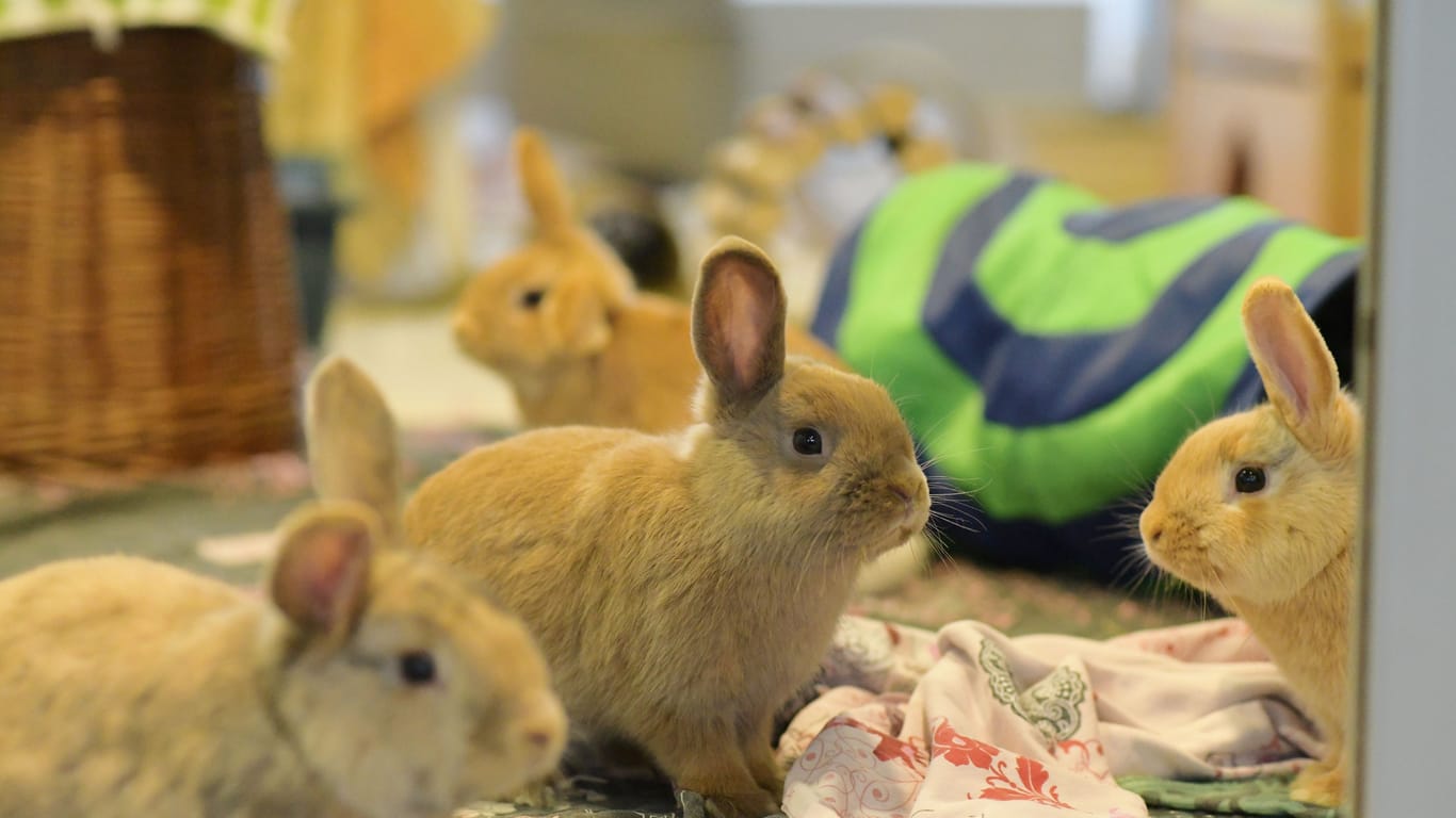 Kaninchen im Tierheim Berlin