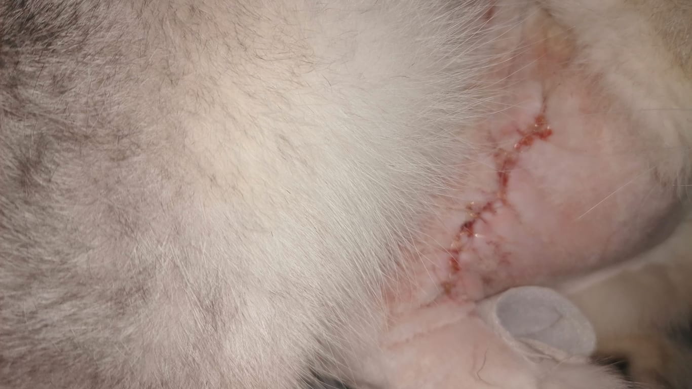 Beim Tierarzt: Micko musste operiert werden und trägt nun eine circa sieben Zentimeter lange Narbe.