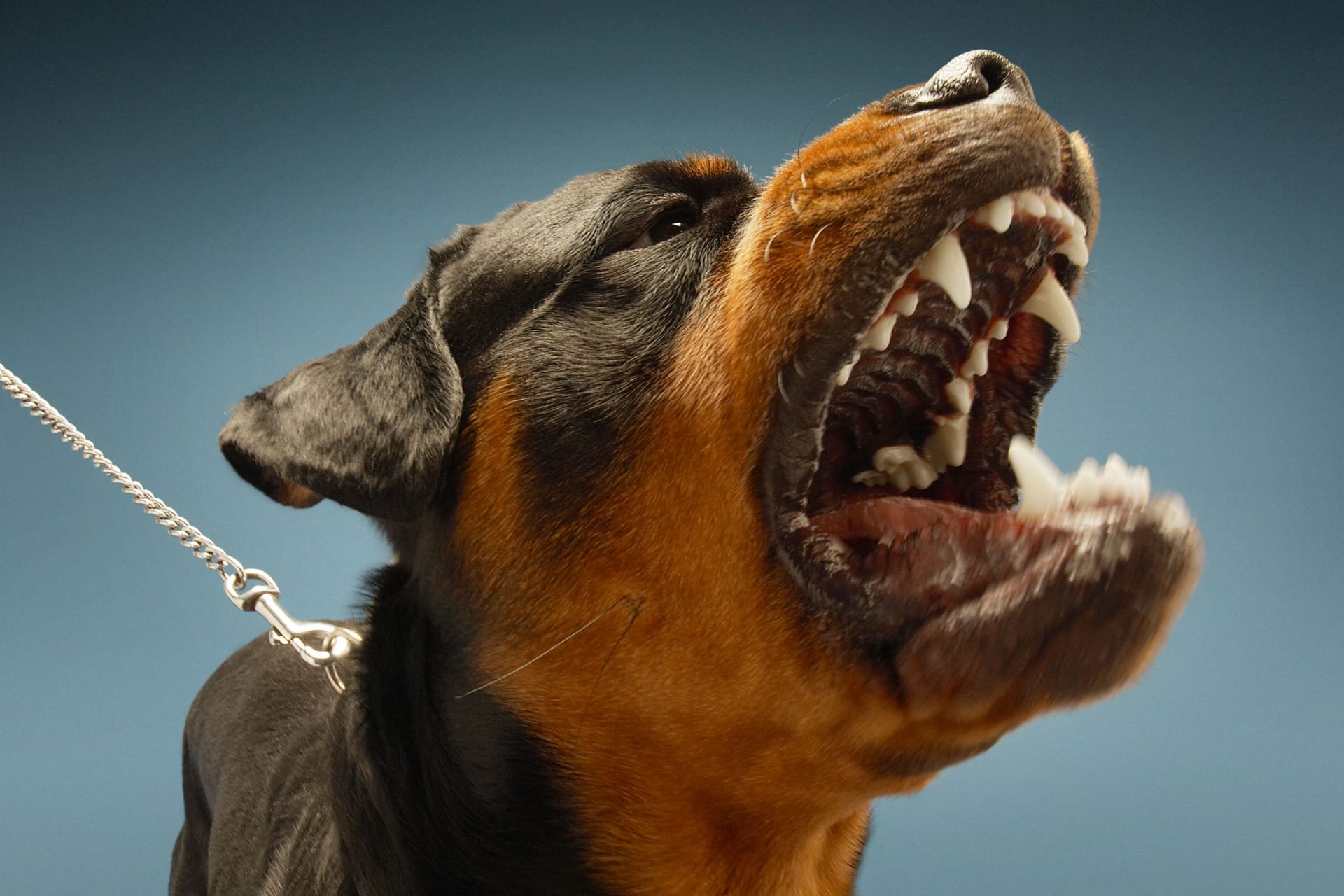 Rottweiler fletscht die Zähne (Symbolbild): Eine ganze Gruppe dieser Hunde biss einen Mann nahe Rom tot.