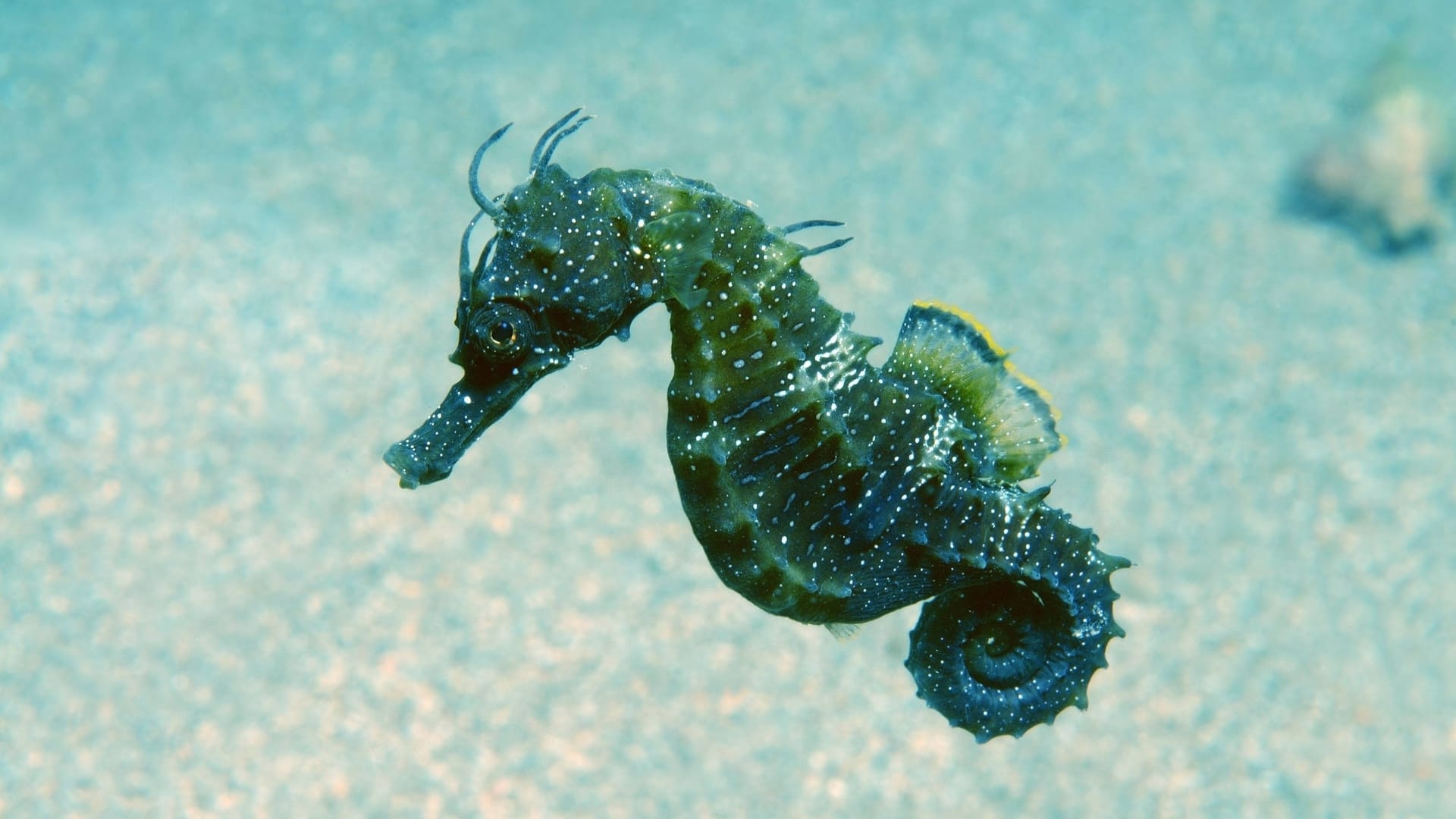 Kurzschnäuziges Seepferdchen: Kehrt diese Art in die Nordsee zurück?