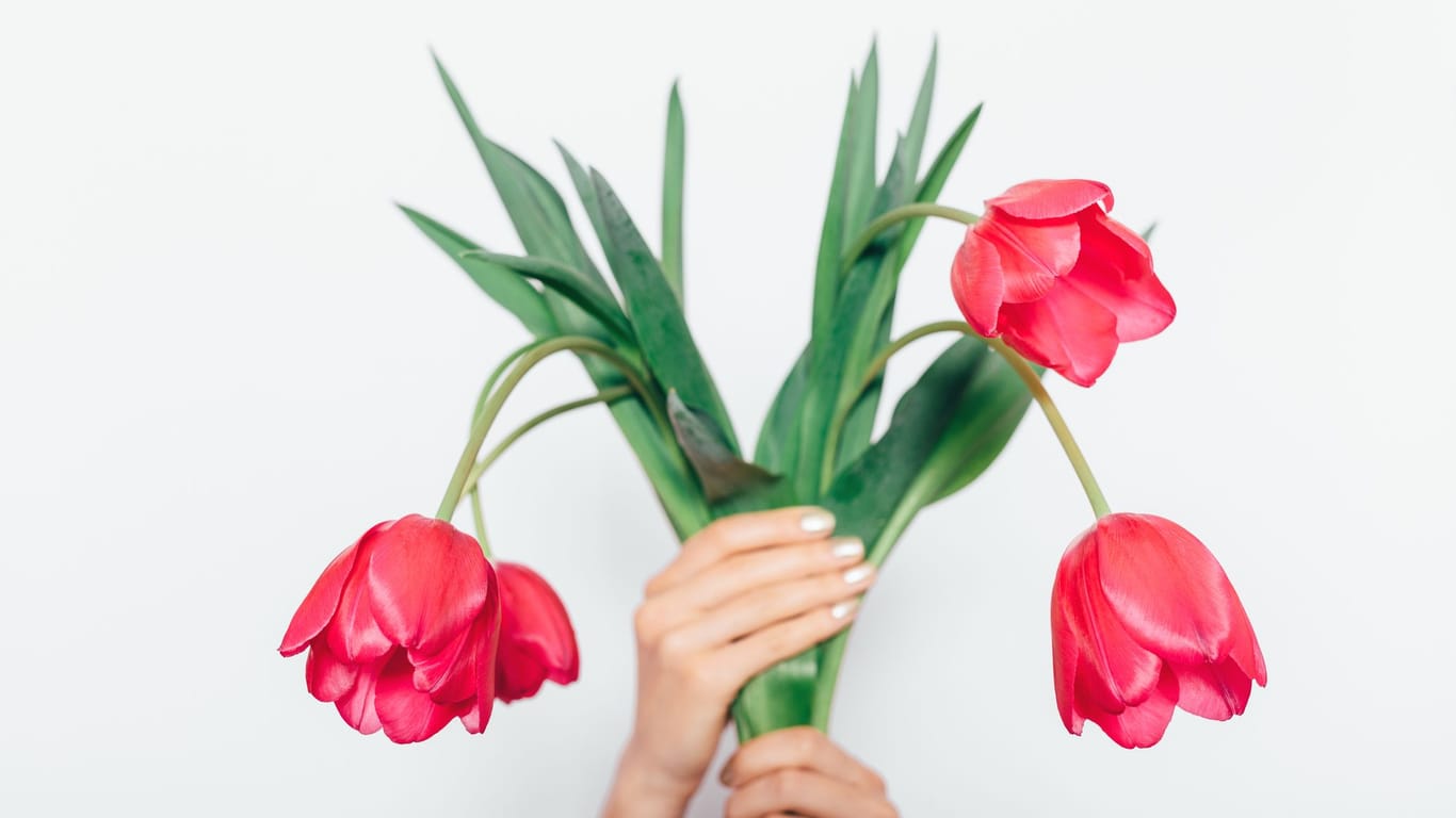 Tulpen lassen schnell den Kopf hängen: Das kann an dem falschen Standort liegen.