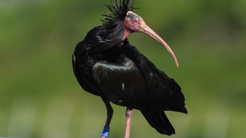 Ein Waldrapp steht auf einer Stange (Archivbild).