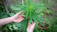 Cannabis selbst anbauen: Das sollten Sie beachten