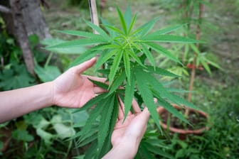 Cannabis zu Hause anbauen: Bestimmte Mengen sollen für Volljährige vom 1. April an erlaubt sein.