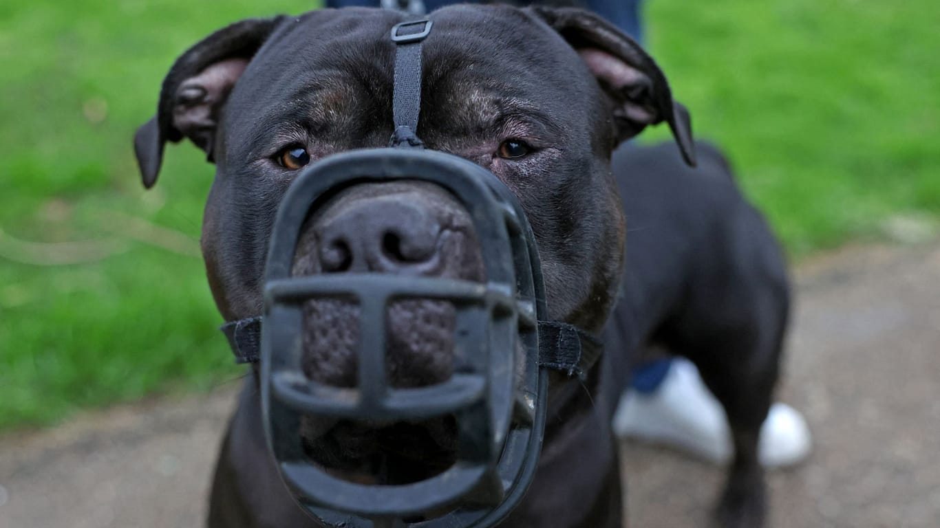 Ein XL Bully (Symbolbild): In England und Wales dürfen die Hunde nur noch unter scharfen Auflagen gehalten werden.