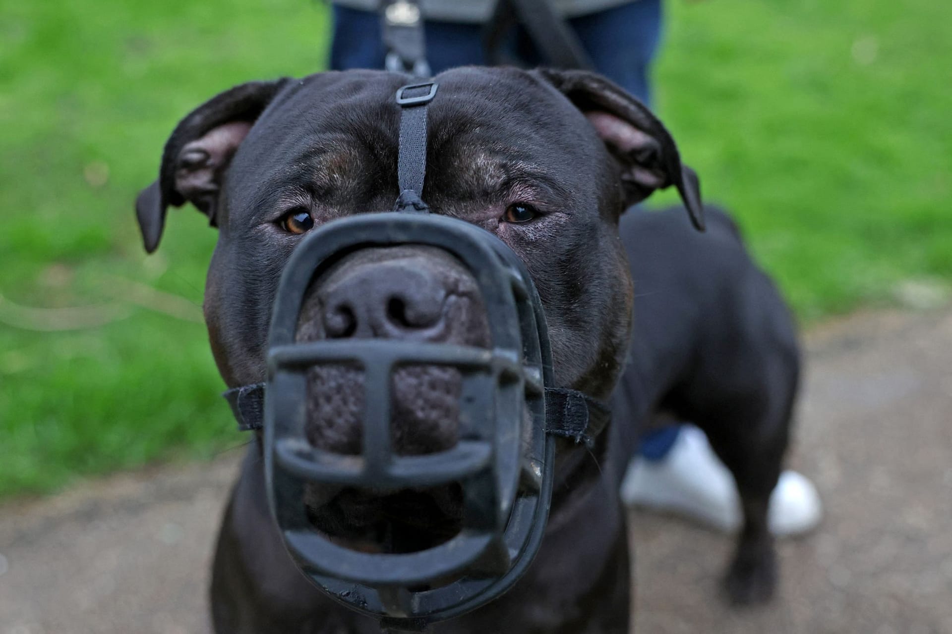 Ein XL Bully (Symbolbild): In England und Wales dürfen die Hunde nur noch unter scharfen Auflagen gehalten werden.