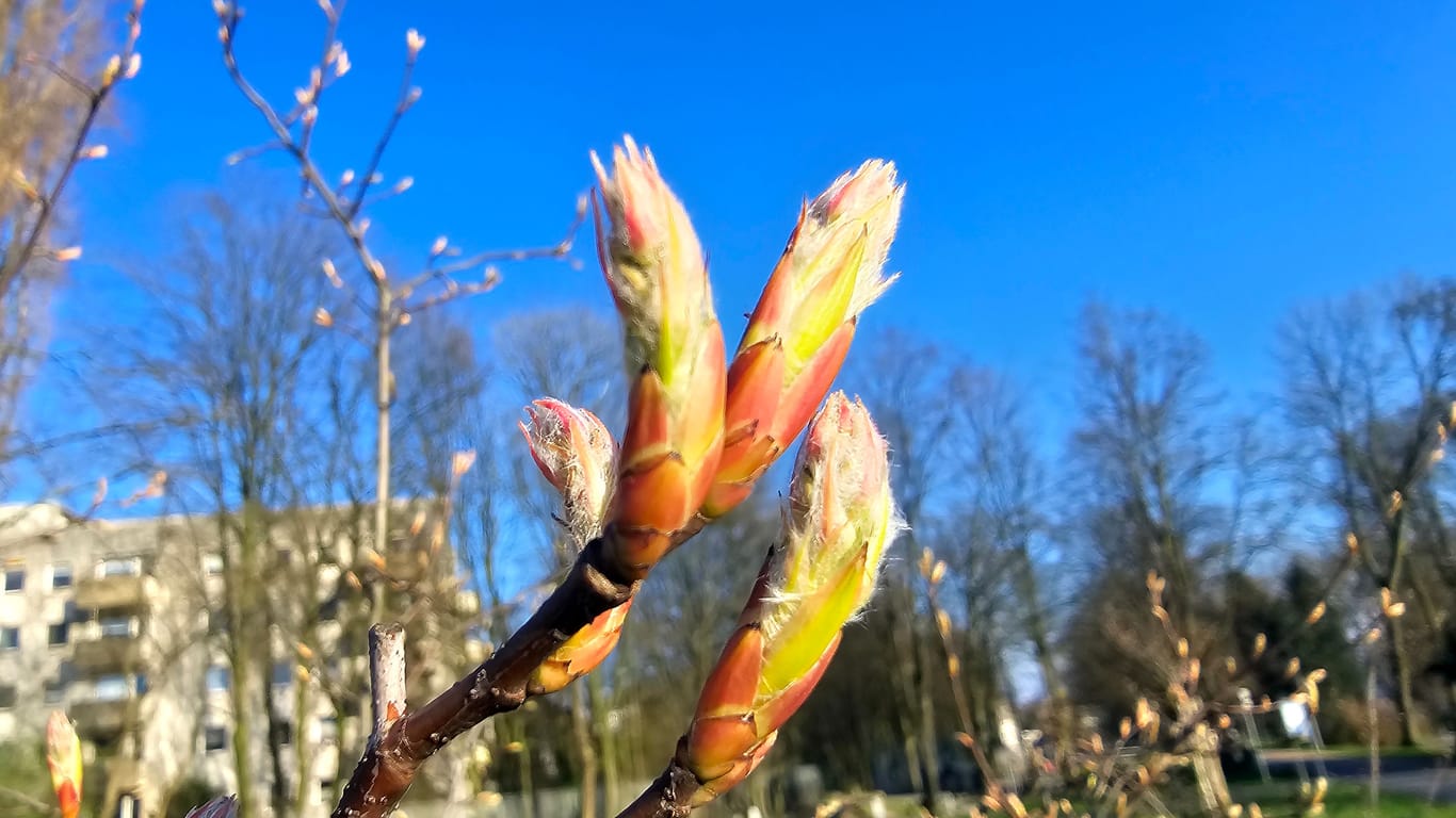 Frühling im Ruhrgebiet: Langsam entwickeln sich die ersten Blüten.