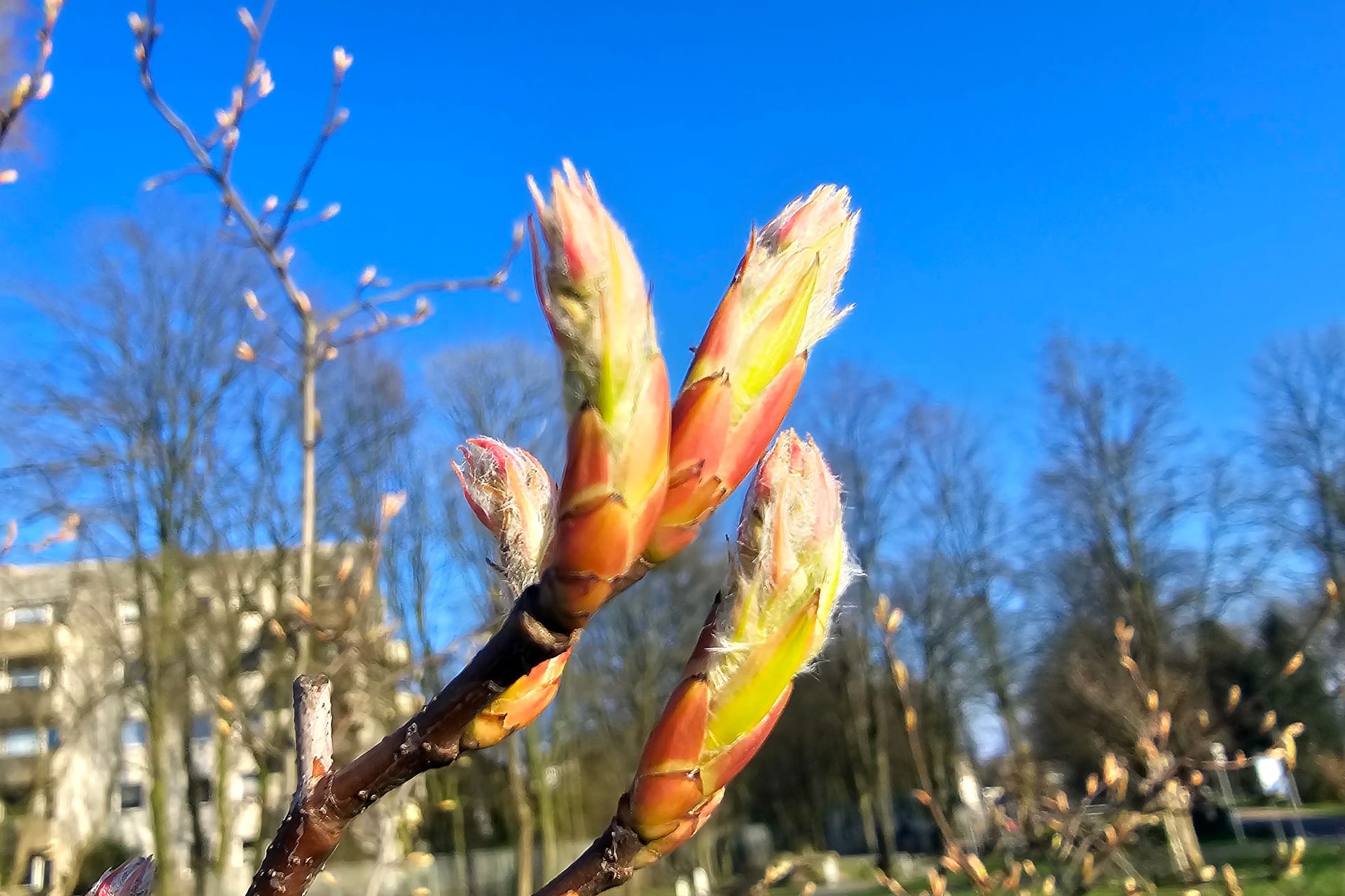 Frühling im Ruhrgebiet: Langsam entwickeln sich die ersten Blüten.