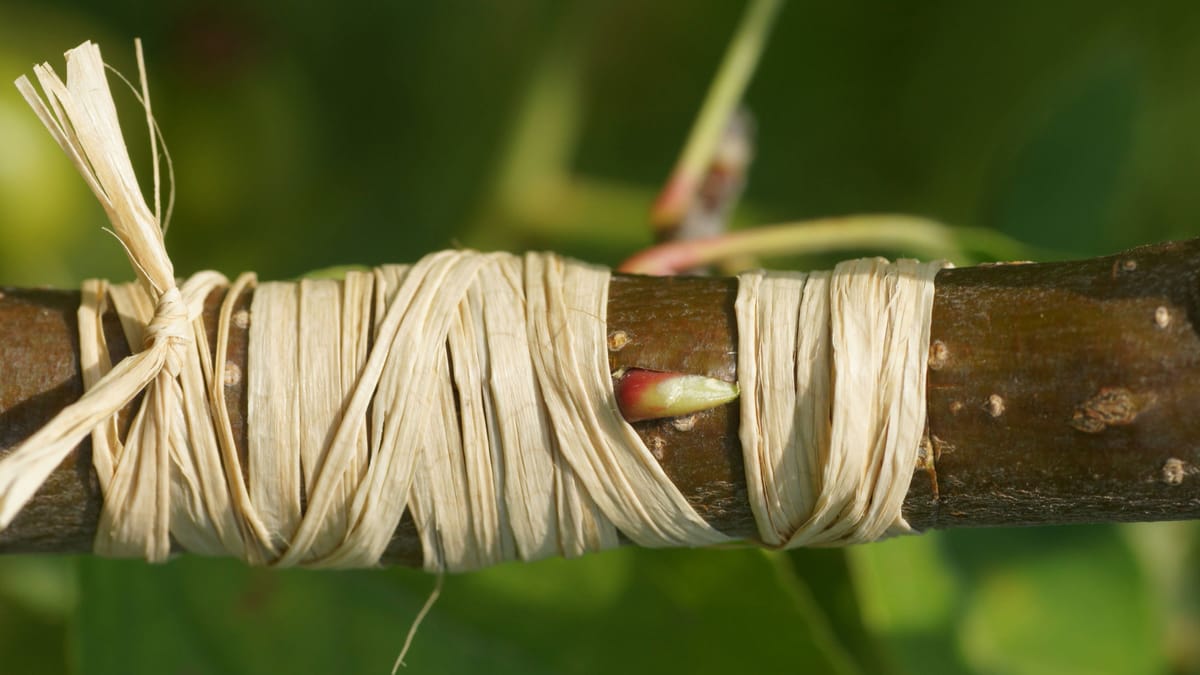 Obstbäume einfach und erfolgreich veredeln Anleitung