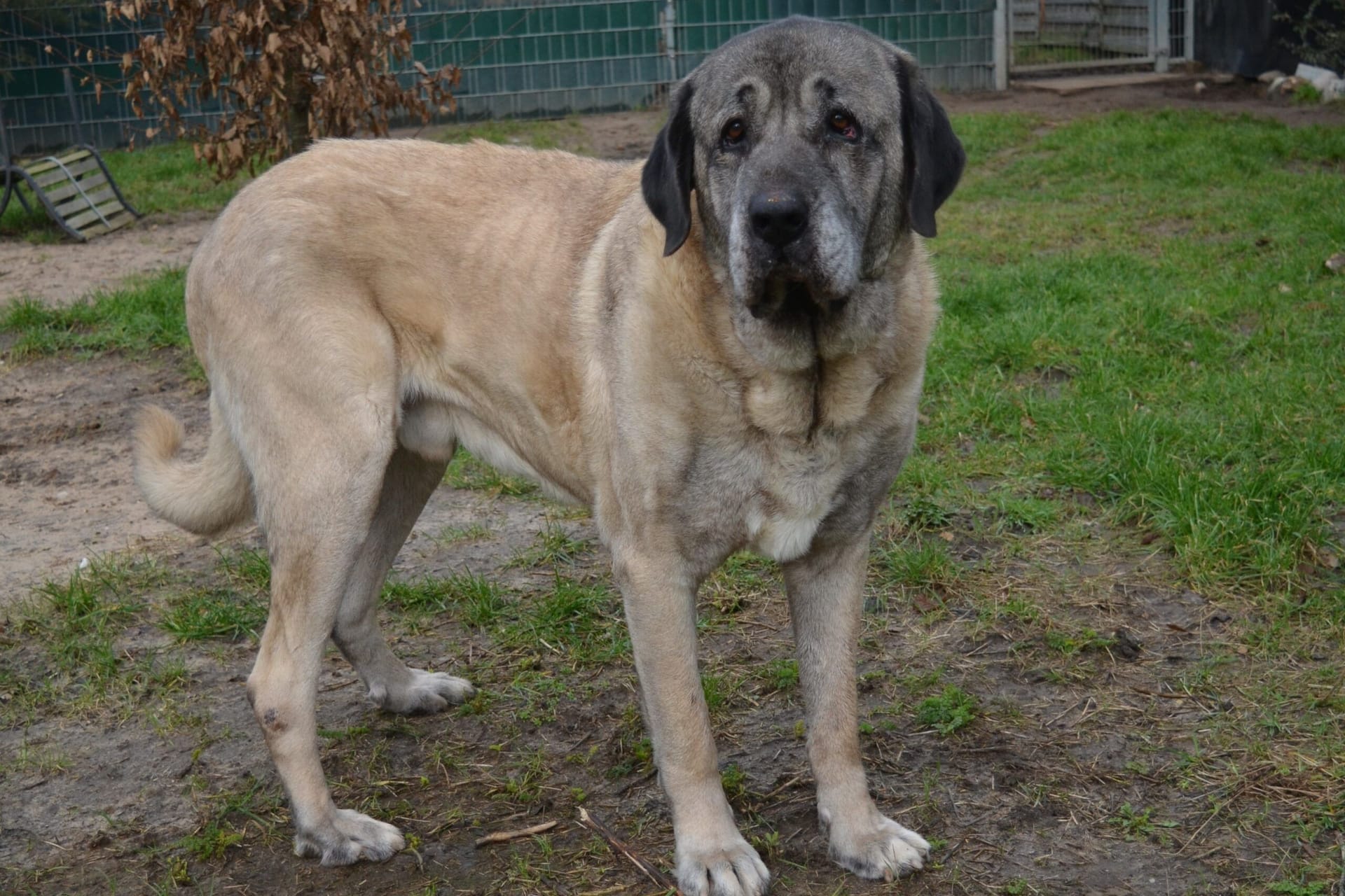 Duman: Der Kangal-Hirtenhund sucht ein neues Zuhause.