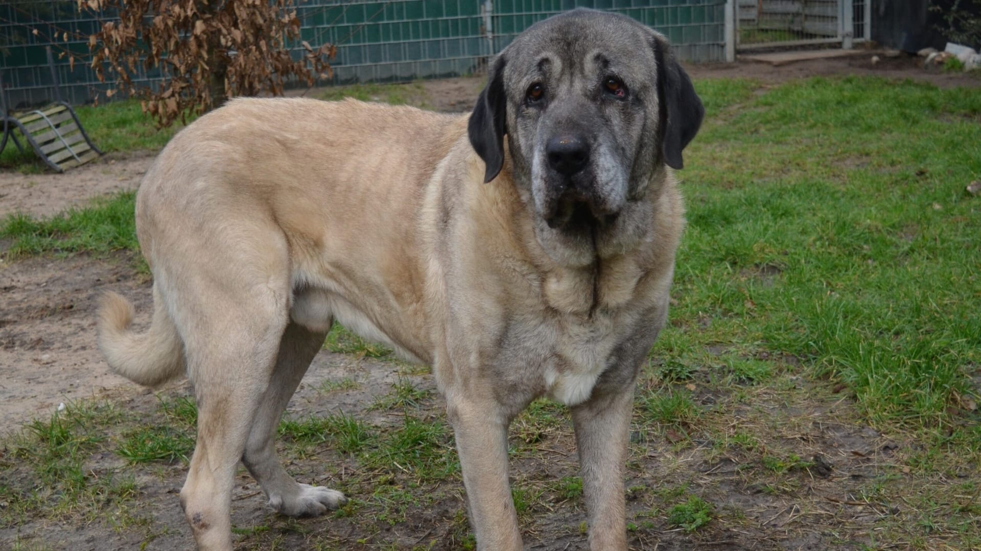 Duman: Der Kangal-Hirtenhund sucht ein neues Zuhause.