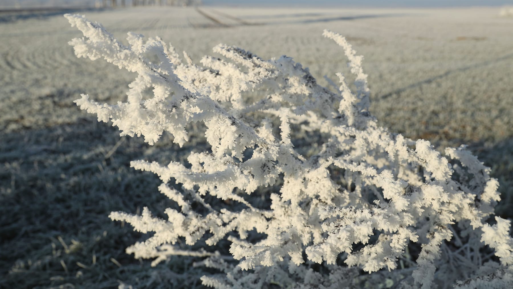 Polarwirbel-Kollaps? Winter Könnte Zurück Nach Deutschland Kehren