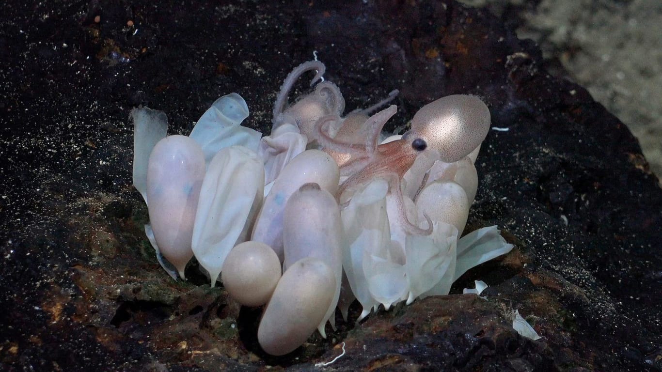 Marine Kinderstube: Ein kleines Oktopus-Baby beim Schlüpfen.