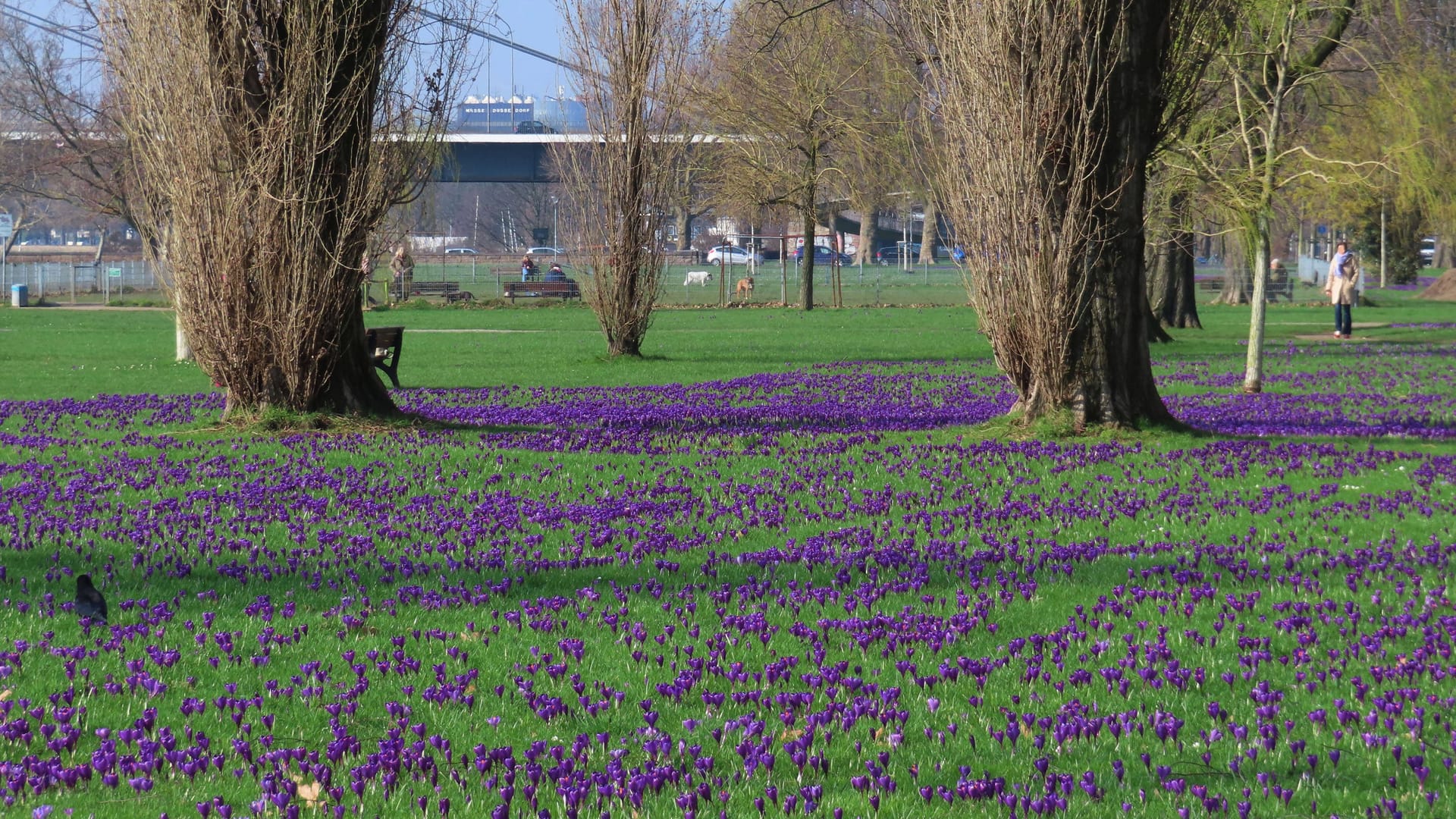 Frühlingsboten: Blühende Krokusse auf den Rheinwiesen in Düsseldorf.