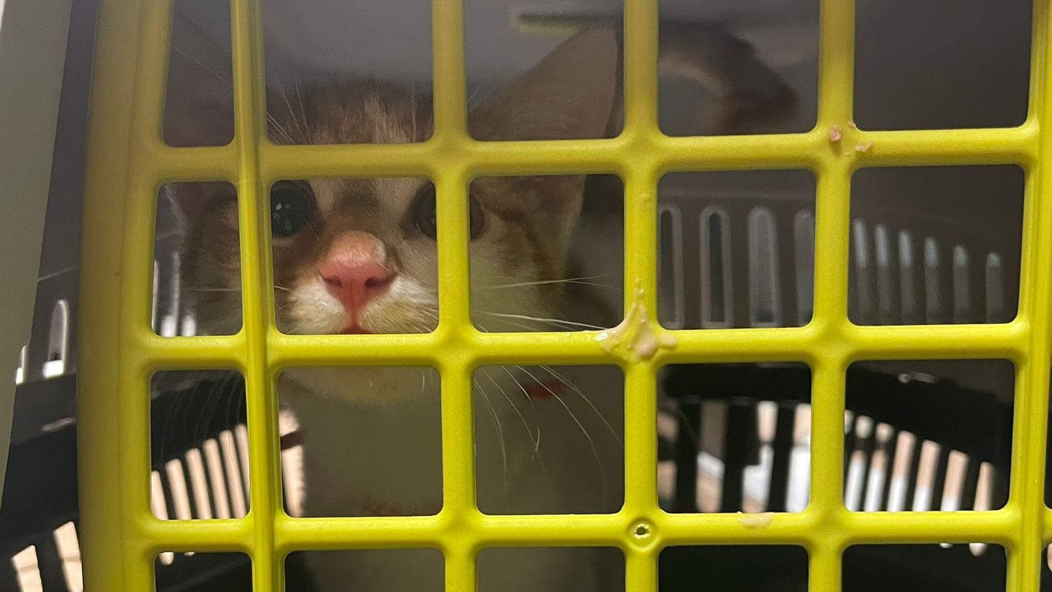 Eine kleine Katze wurde am Samstag in einer Transportbox am Essener Hauptbahnhof ausgesetzt. Die Polizei hat die Ermittlungen aufgenommen. Eine kleine Katze wurde am Samstag in einer Transportbox am Essener Hauptbahnhof ausgesetzt. Die Polizei hat die Ermittlungen aufgenommen.