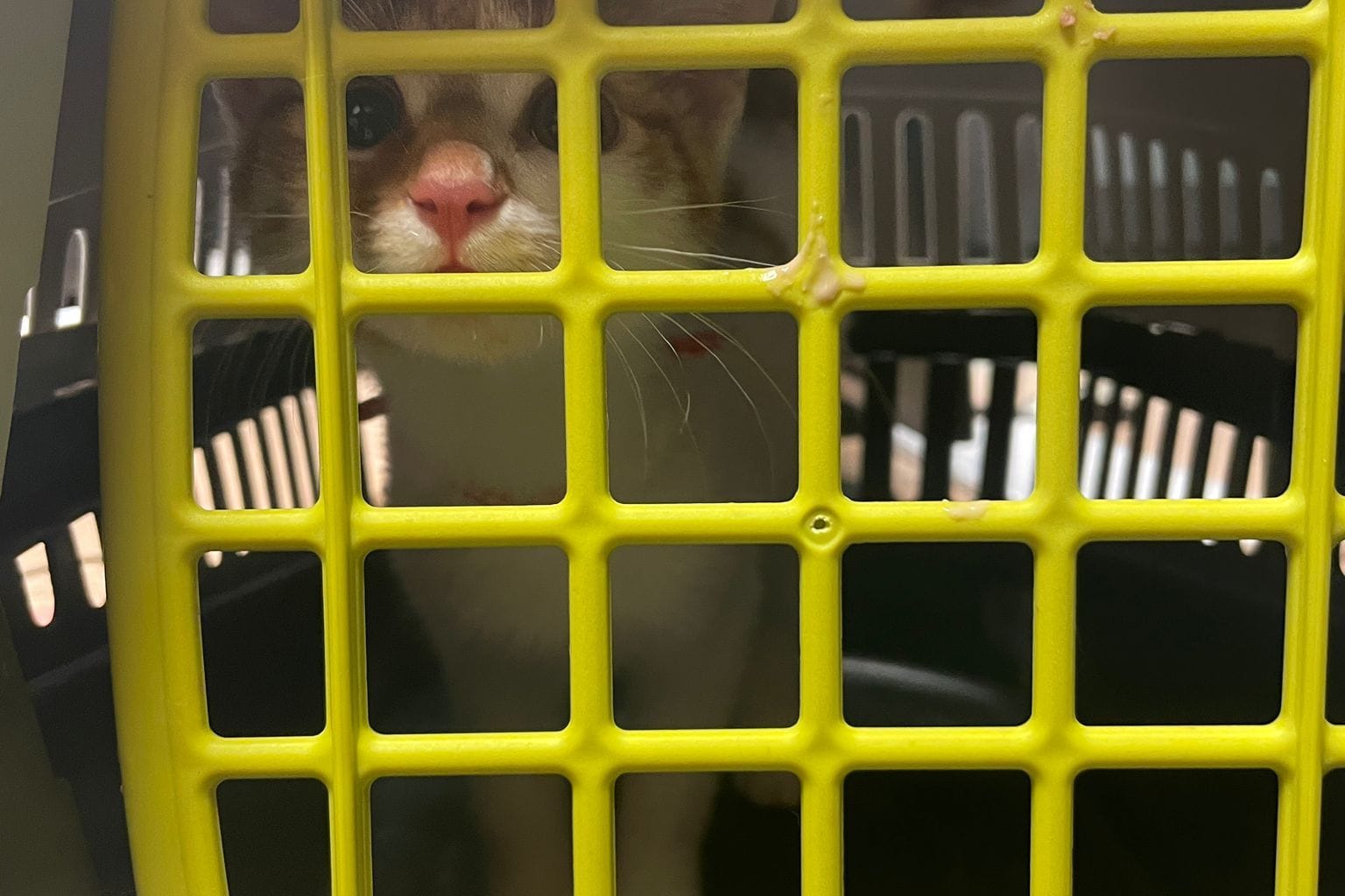Eine kleine Katze wurde am Samstag in einer Transportbox am Essener Hauptbahnhof ausgesetzt. Die Polizei hat die Ermittlungen aufgenommen.