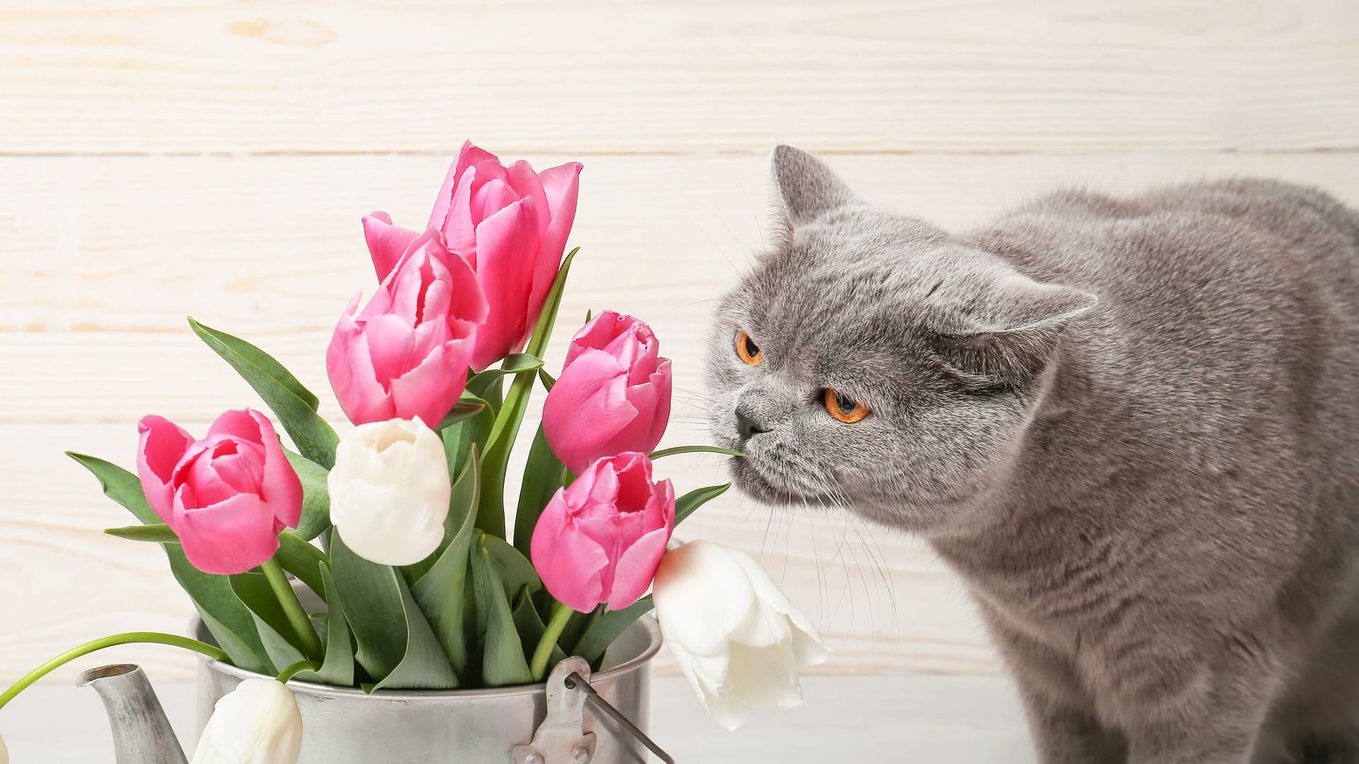 Gefahr für Samtpfoten: Achten Sie immer darauf, dass Ihre Katze Blume nicht zu nahe kommt.