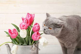 Gefahr für Samtpfoten: Achten Sie immer darauf, dass Ihre Katze Blume nicht zu nahe kommt.