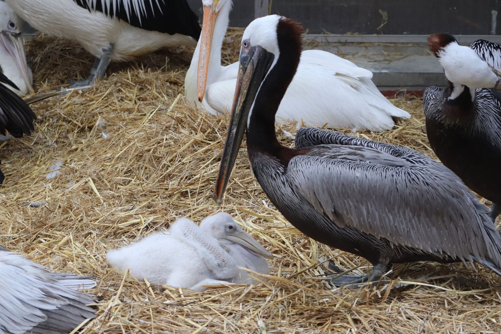 Männliches Pelikan-Pärchen adoptiert Küken im Tierpark Berlin