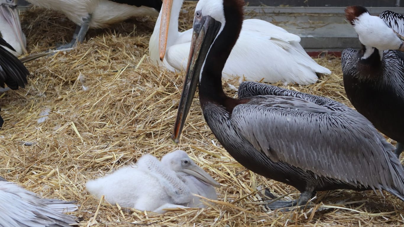 Männliches Pelikan-Pärchen adoptiert Küken im Tierpark Berlin